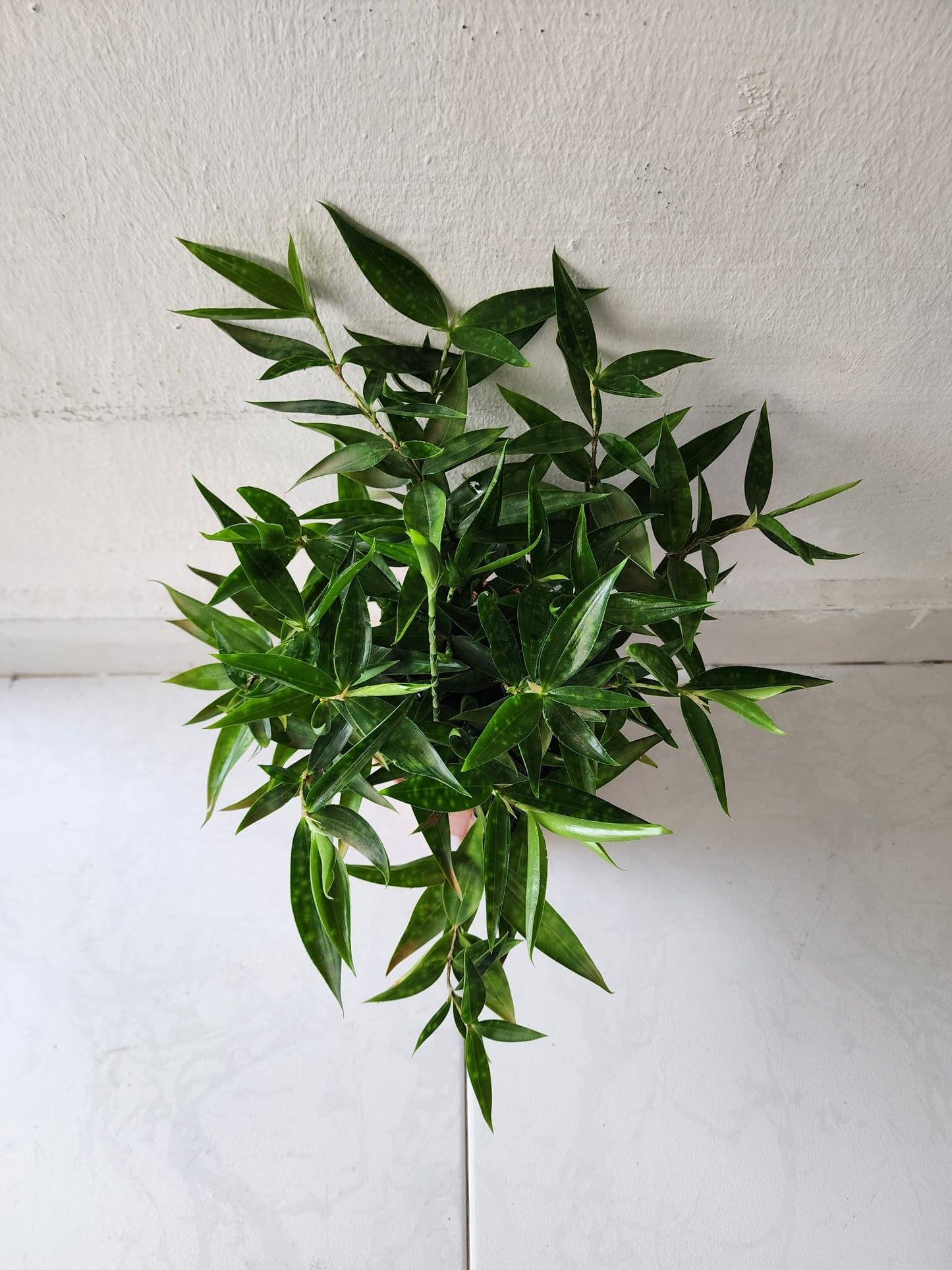 Japanese Bamboo Green