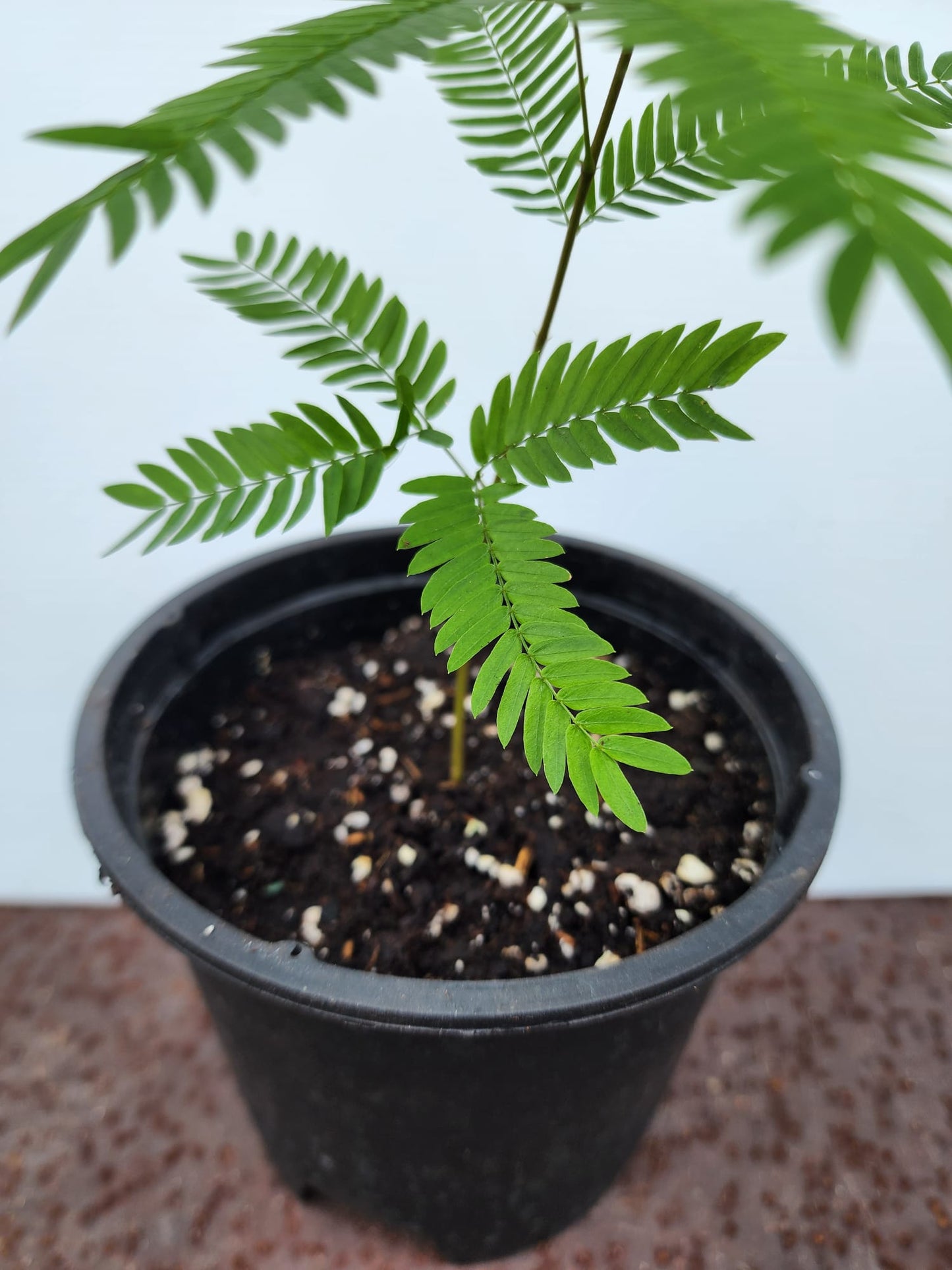 Everfresh Tree (Pithecellobium Confertum) JAPAN
