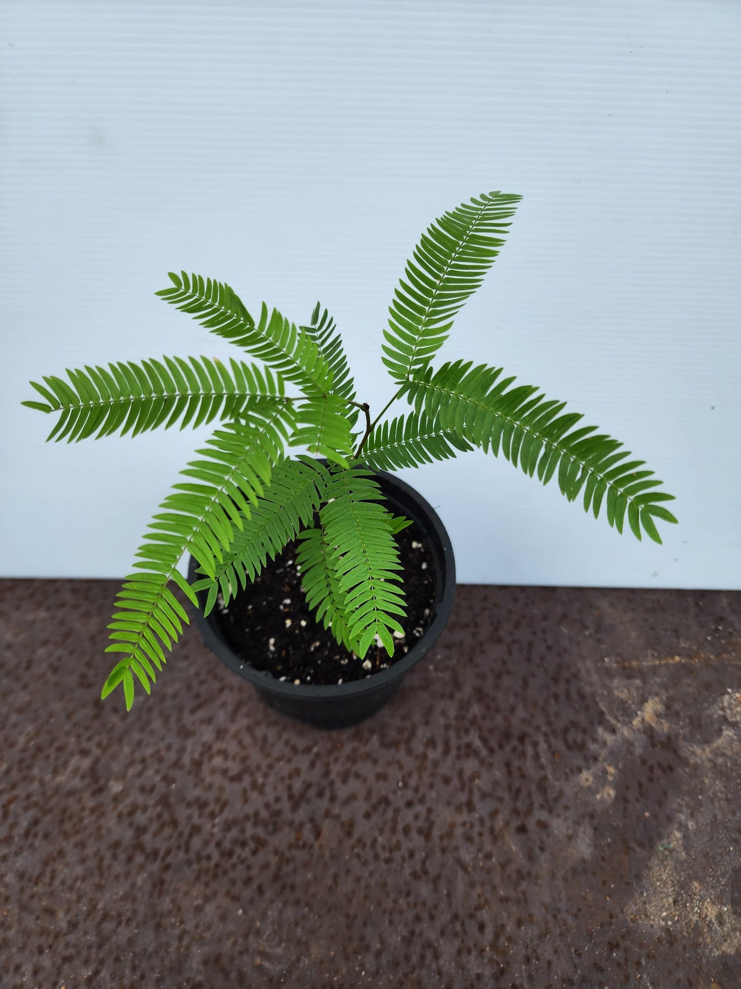 Everfresh Tree (Pithecellobium Confertum) JAPAN