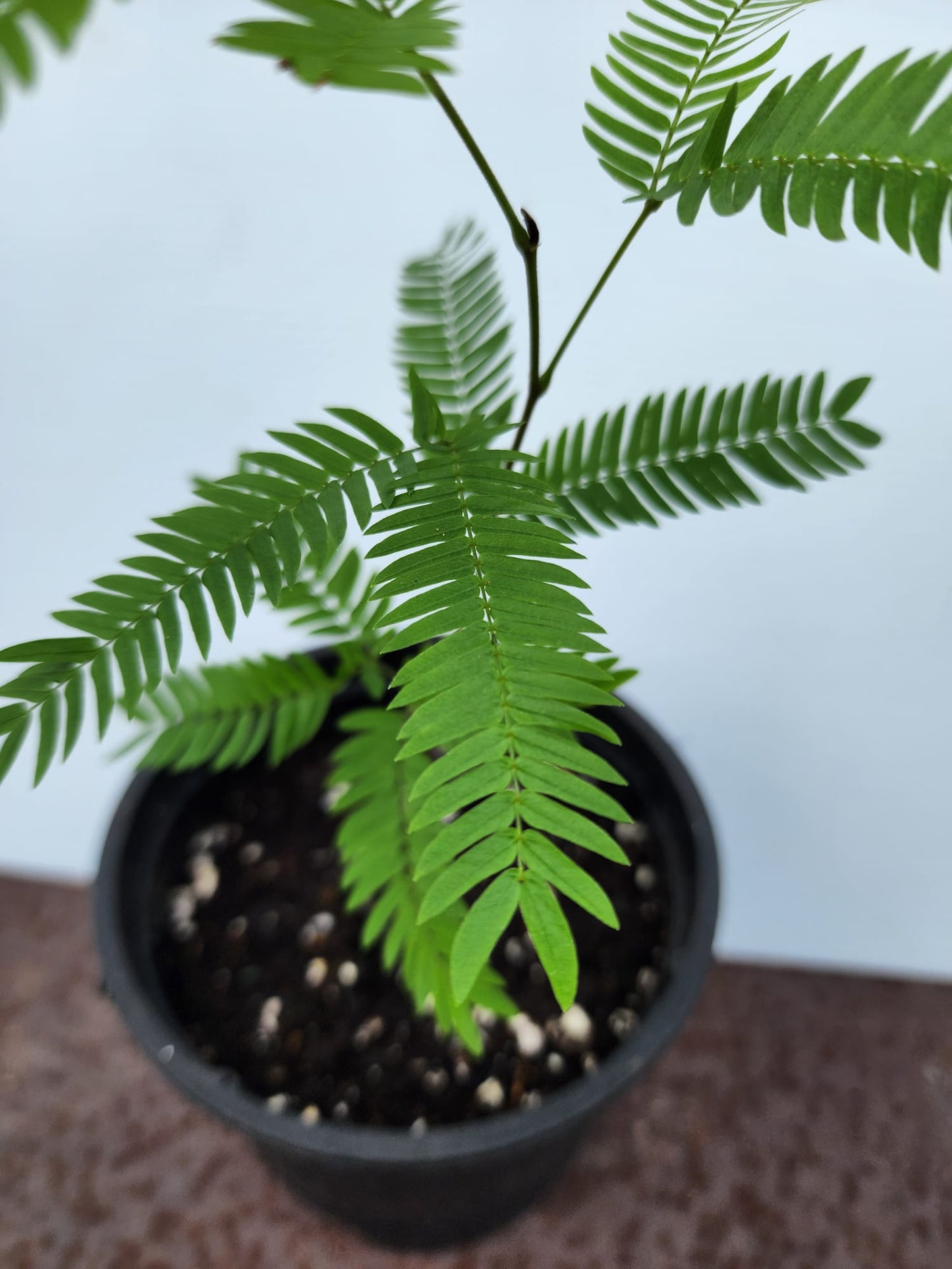 Everfresh Tree (Pithecellobium Confertum) JAPAN