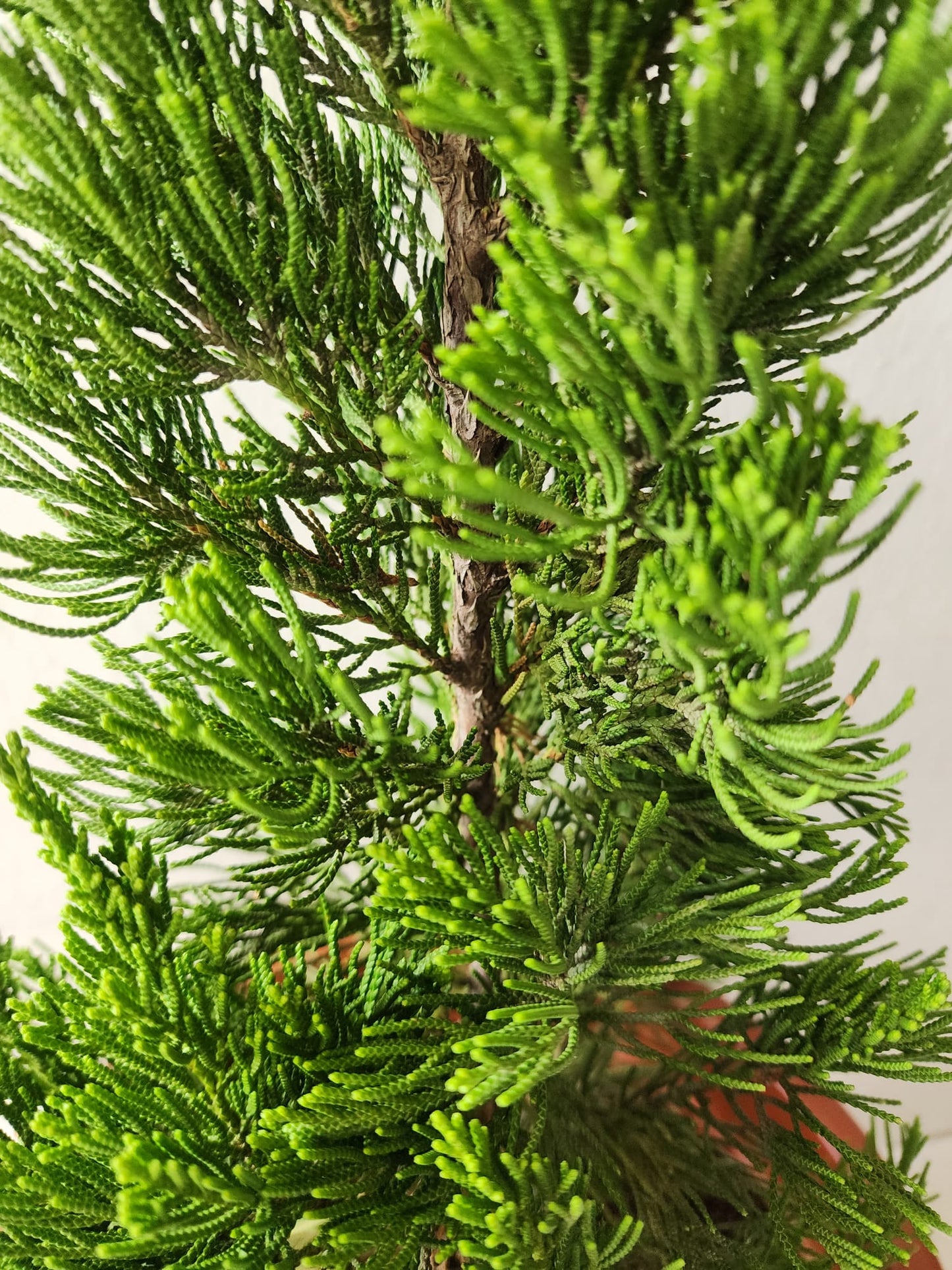 Juniperus Christmas Tree