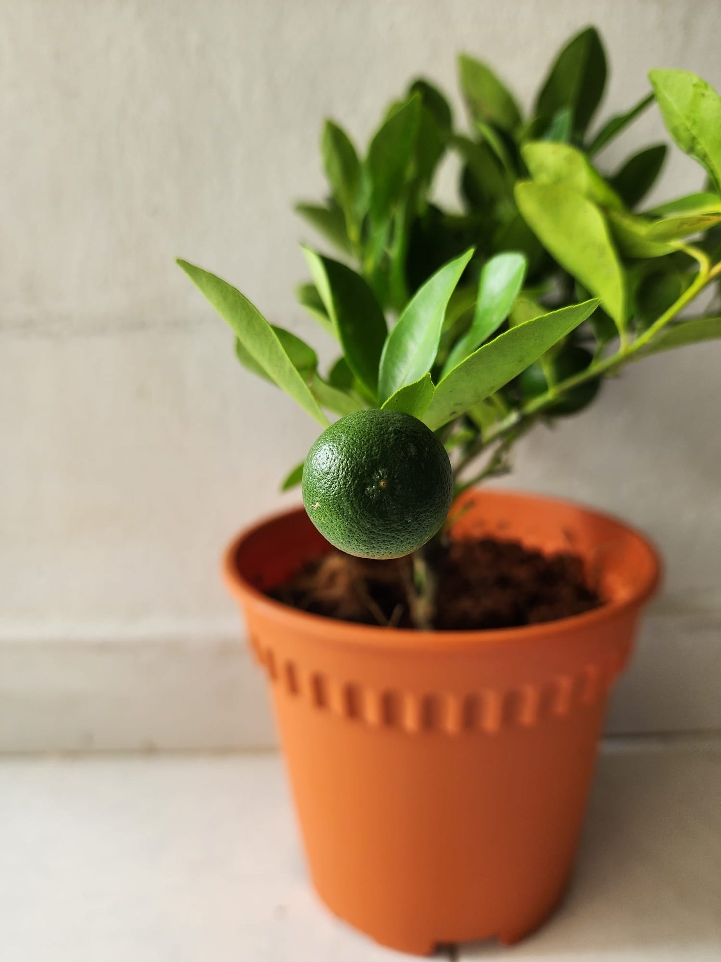 Lime Plant