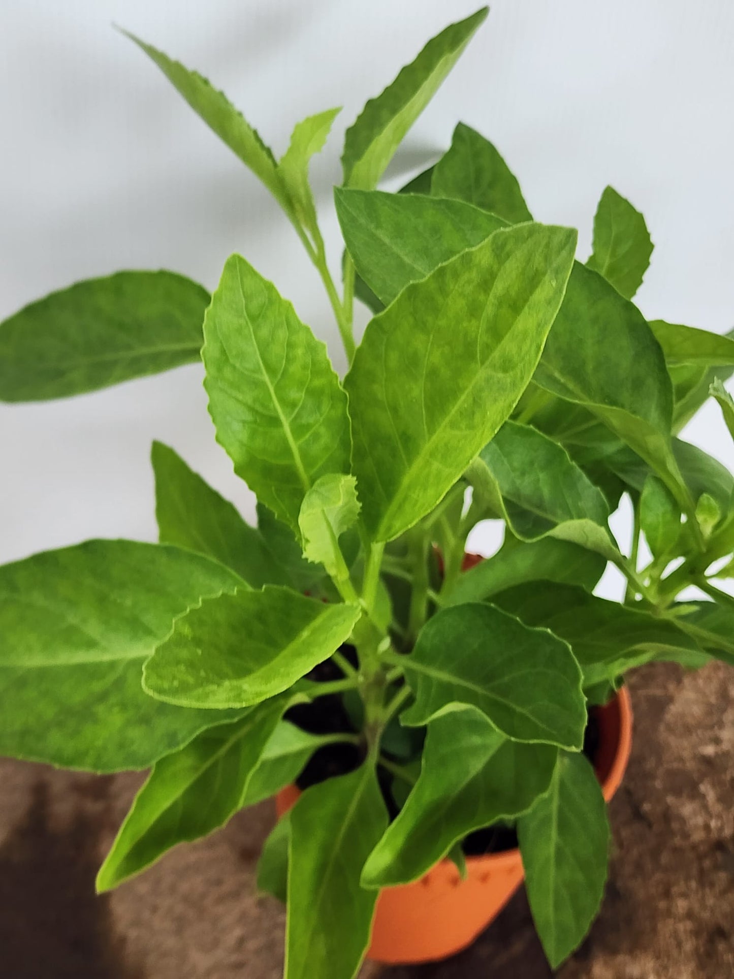 Longevity Spinach