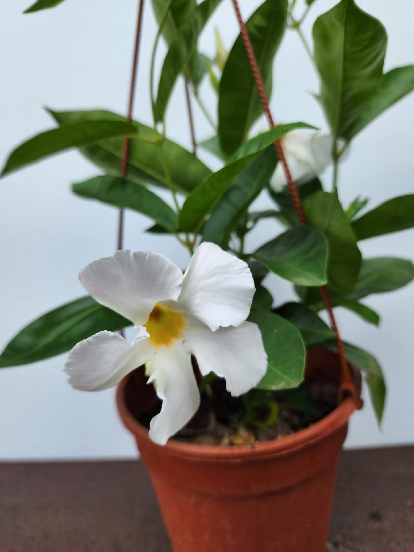 Mandevilla