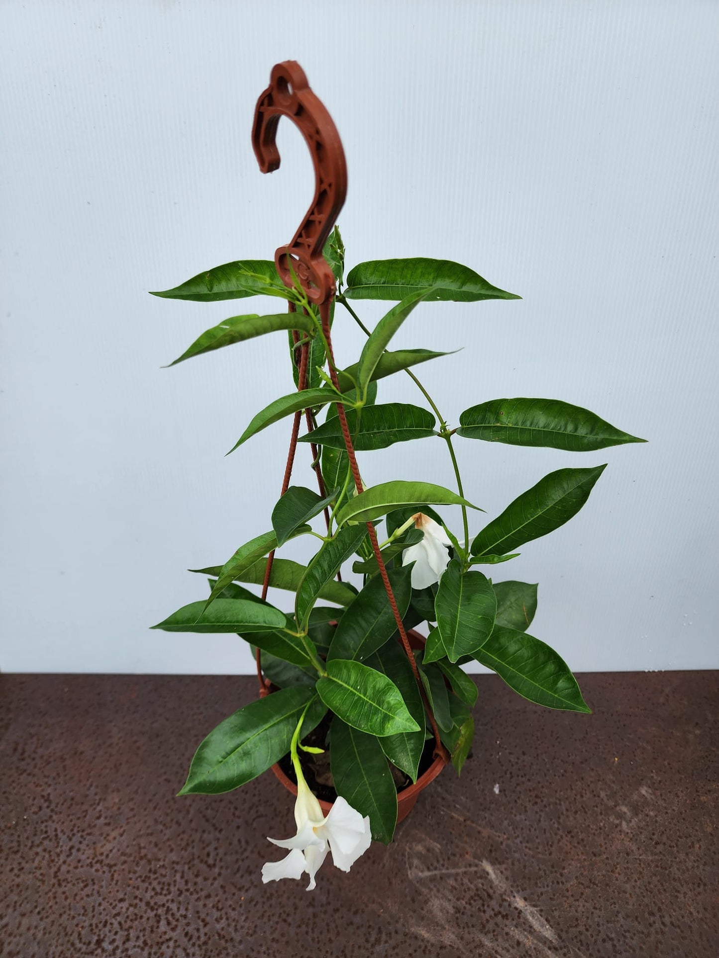 Mandevilla