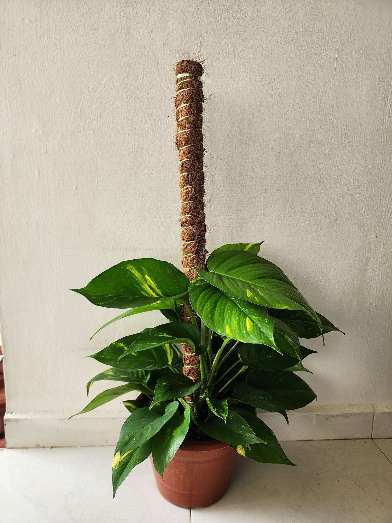 where to buy money plant in singapore Money Plant 3ft – Shi Sheng Plant
