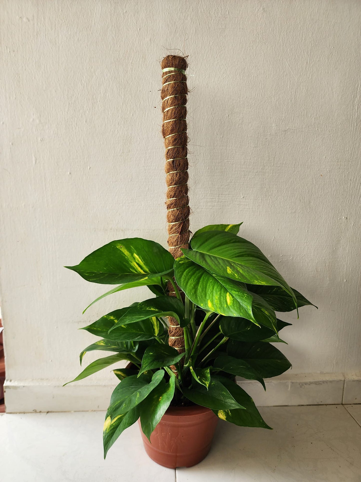 Money Plant 3ft