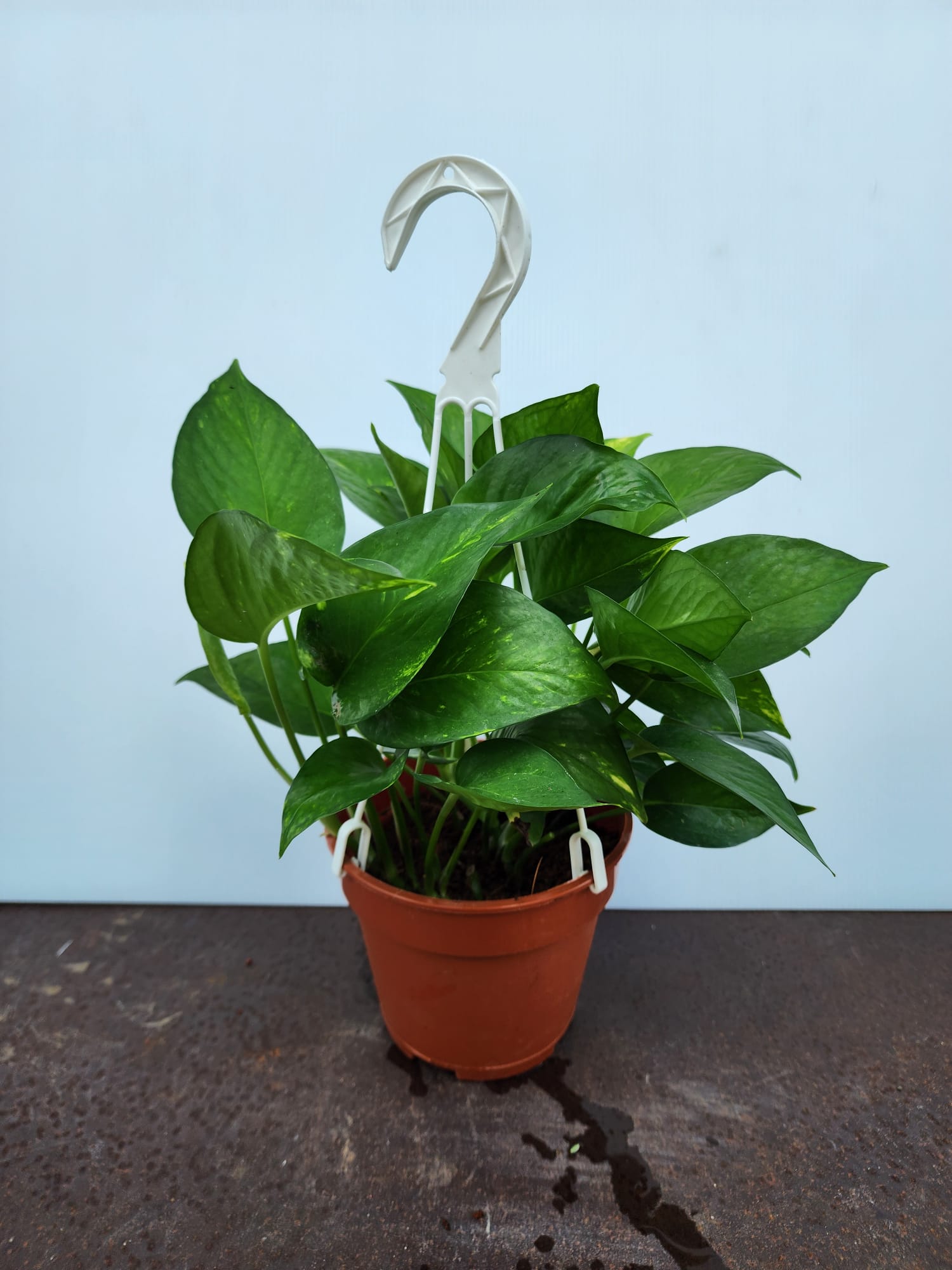 money plant sg Hanging Money Plant