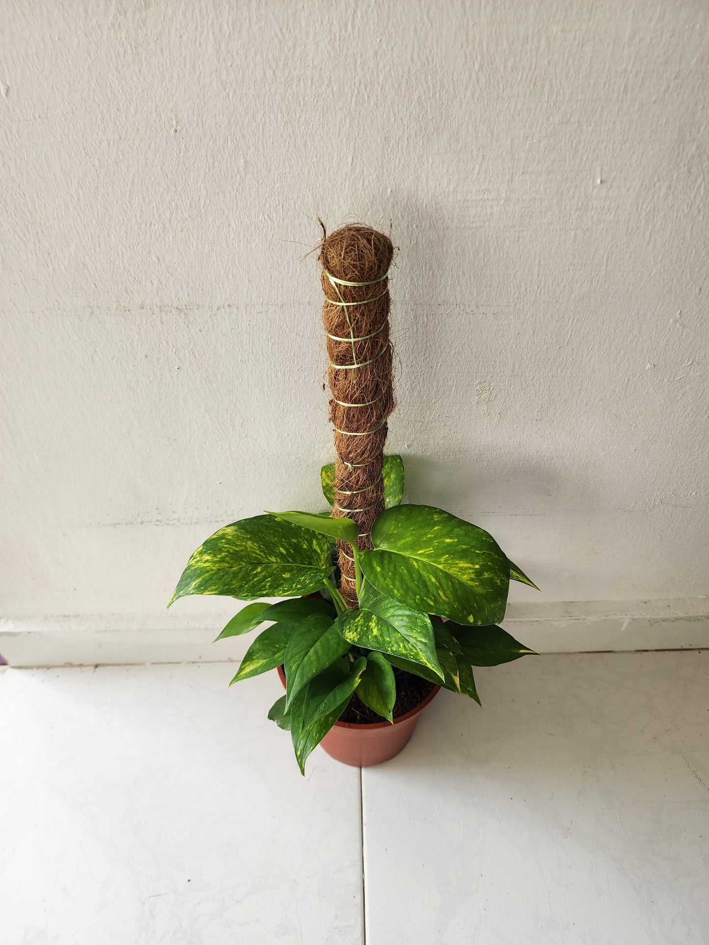 Money Plant 2ft