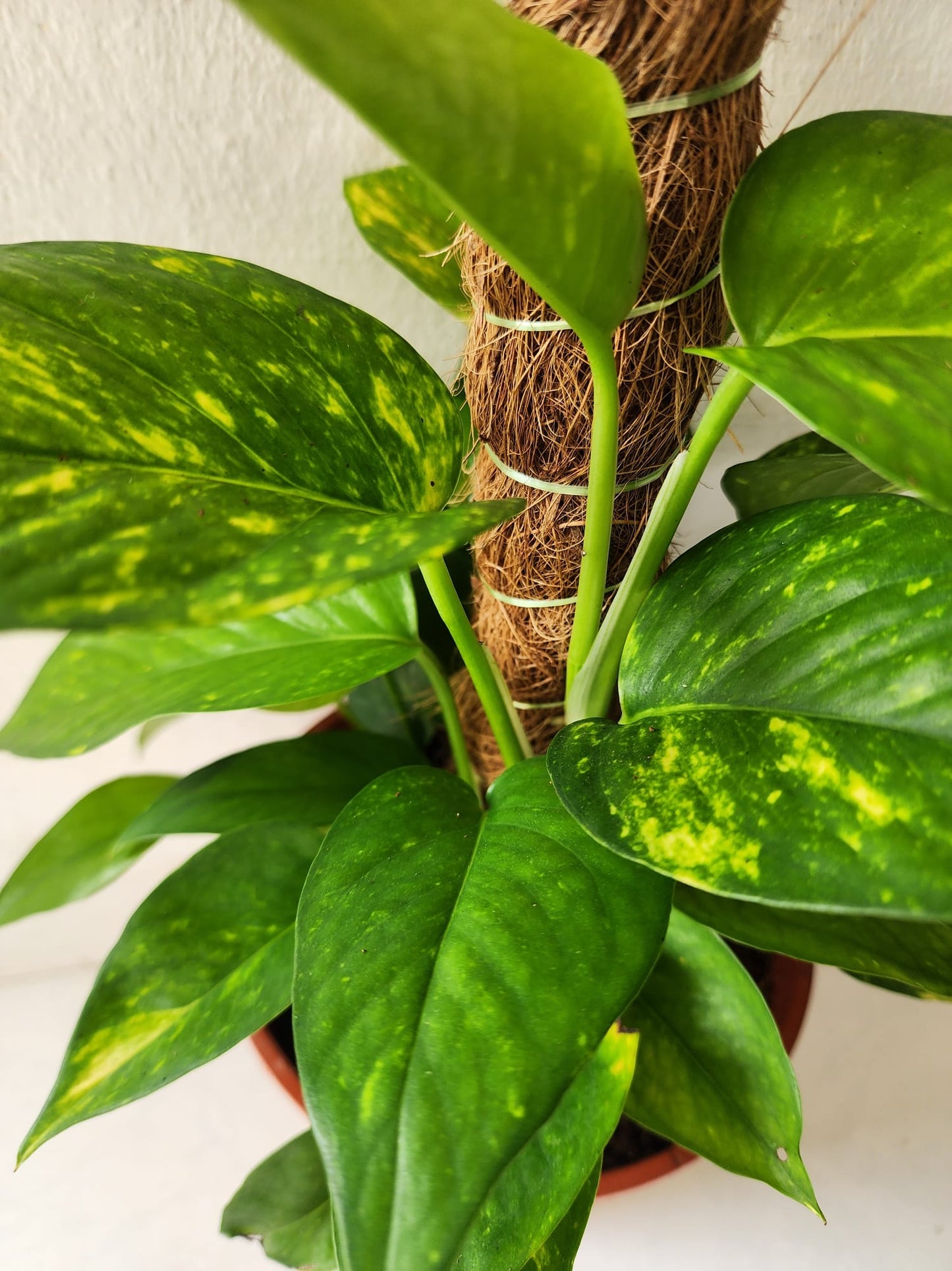 Money Plant 2ft