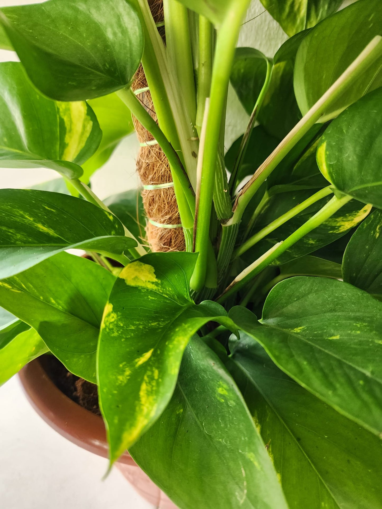 Money Plant 3ft
