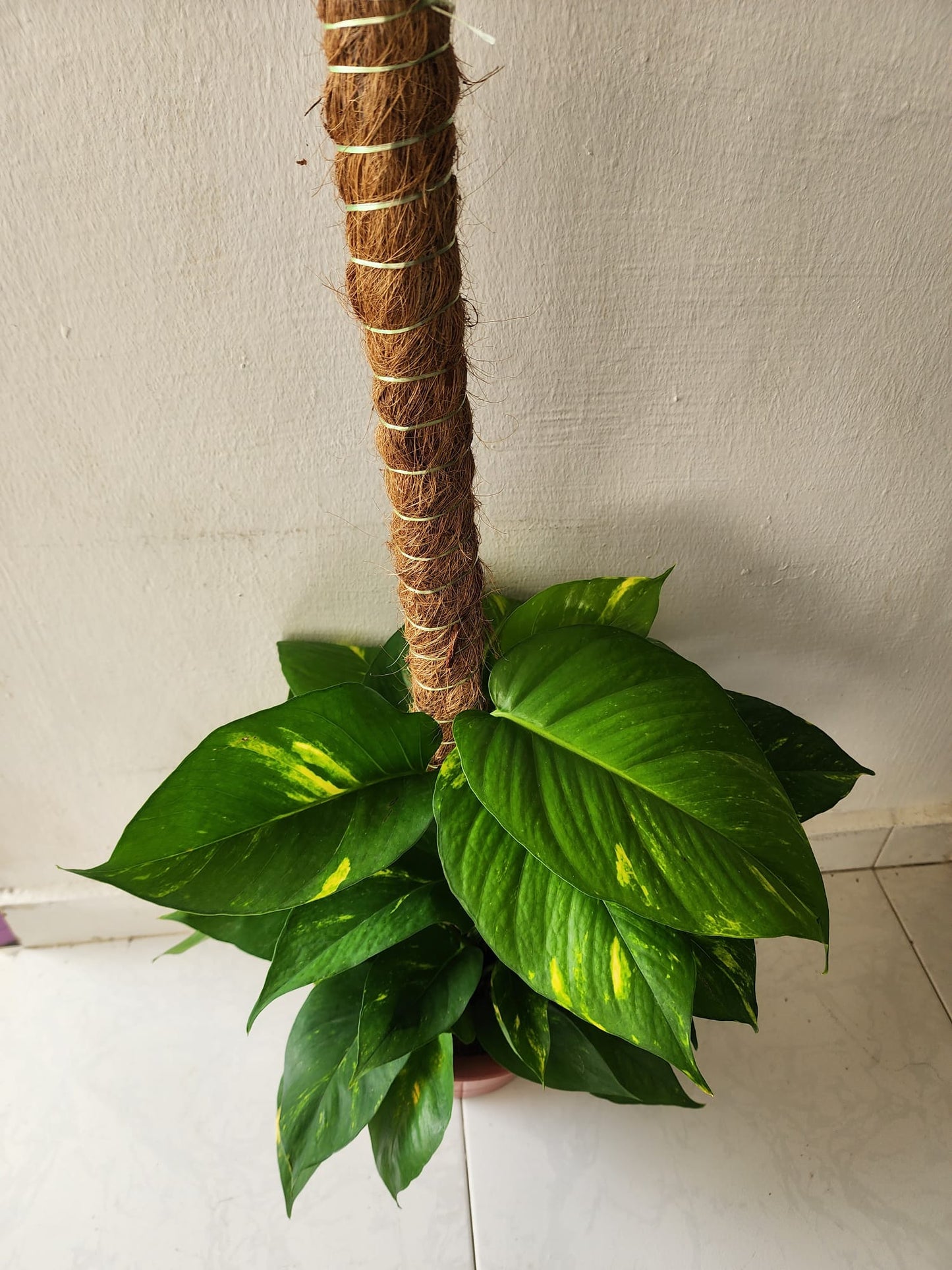 Money Plant 3ft