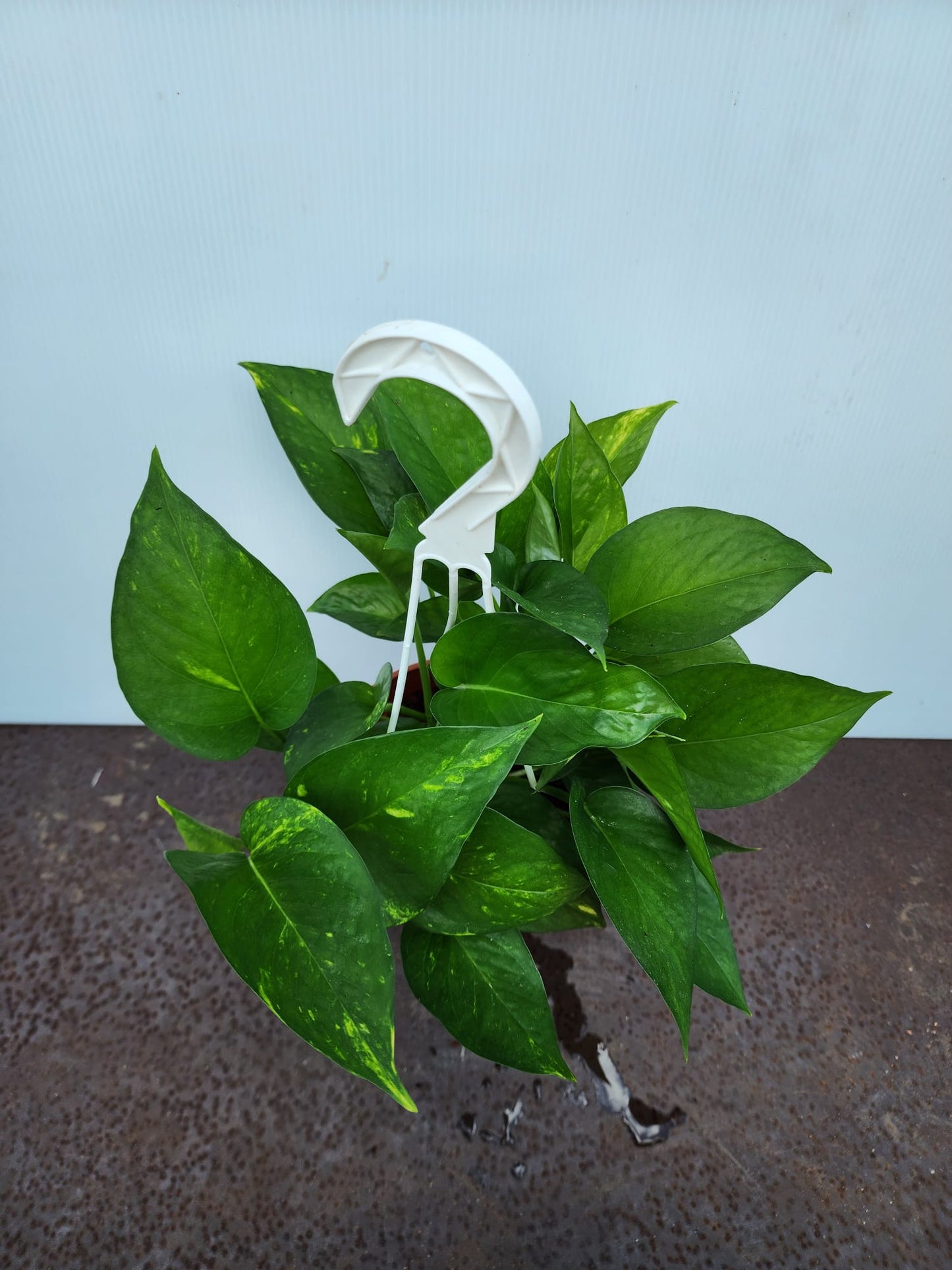 Hanging Money Plant