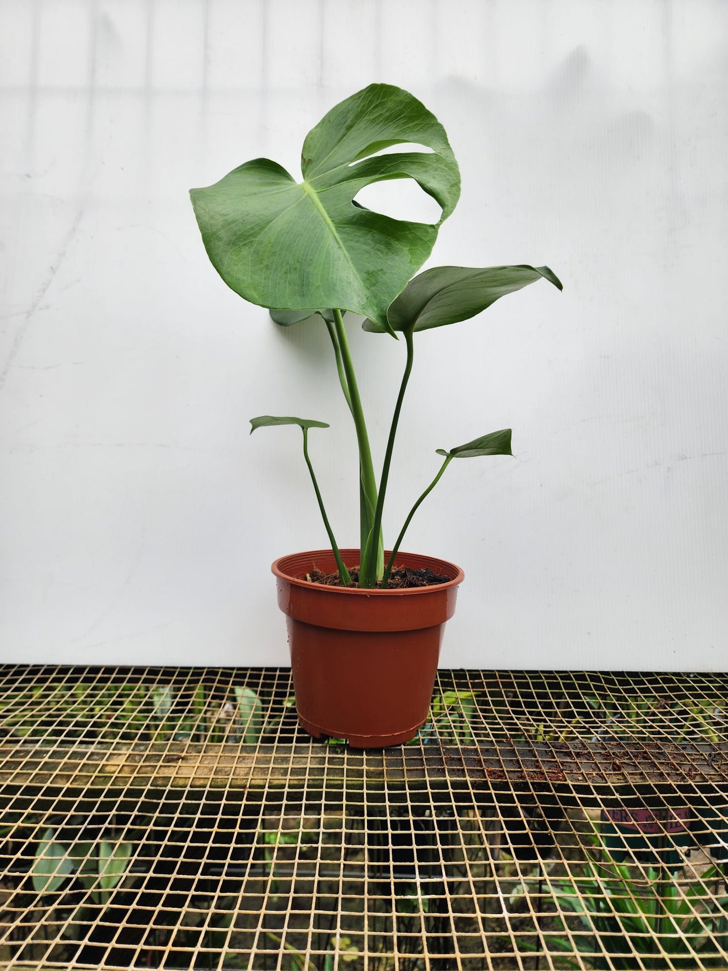 Monstera Deliciosa