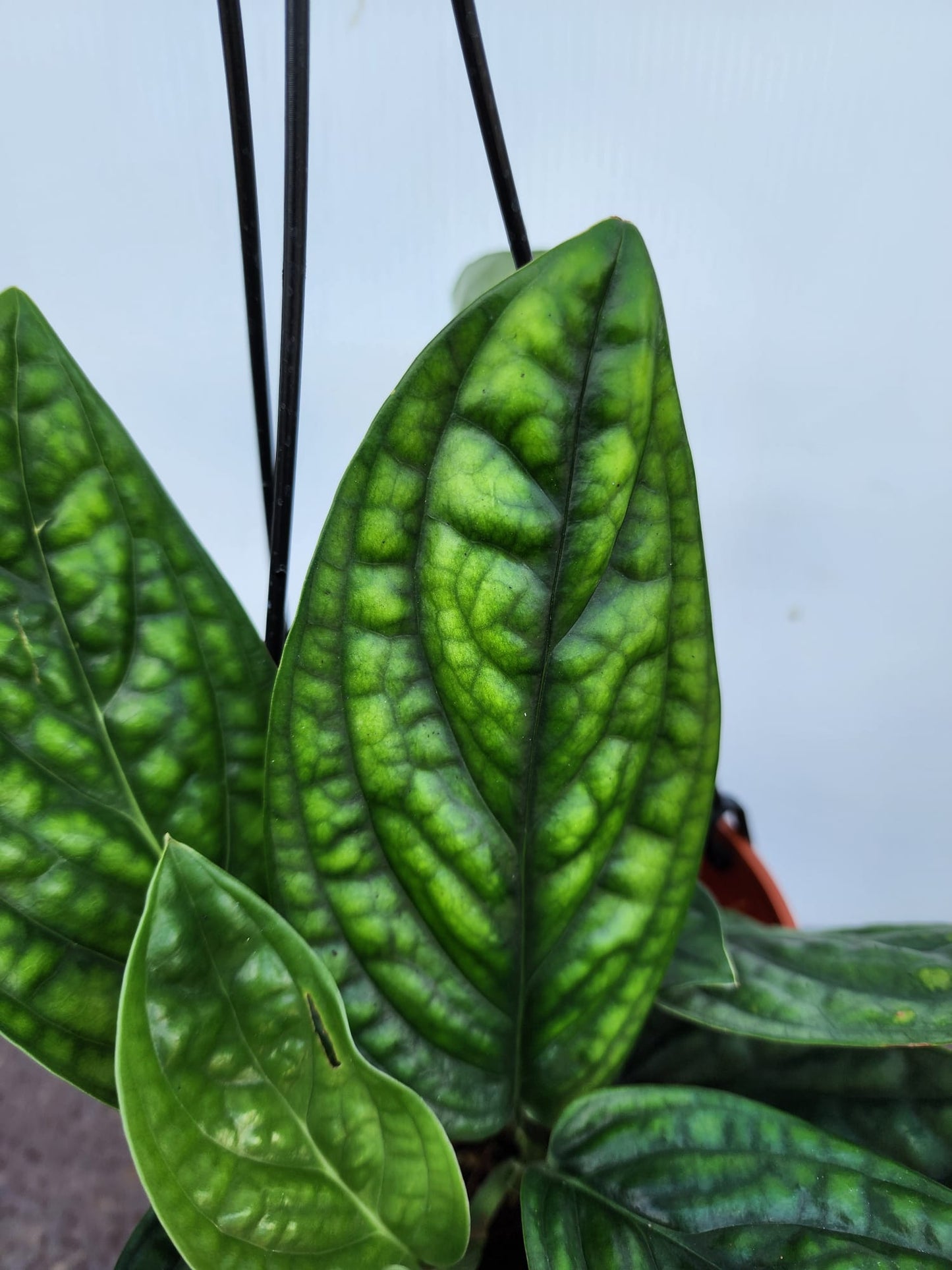 Hanging Monstera Peru