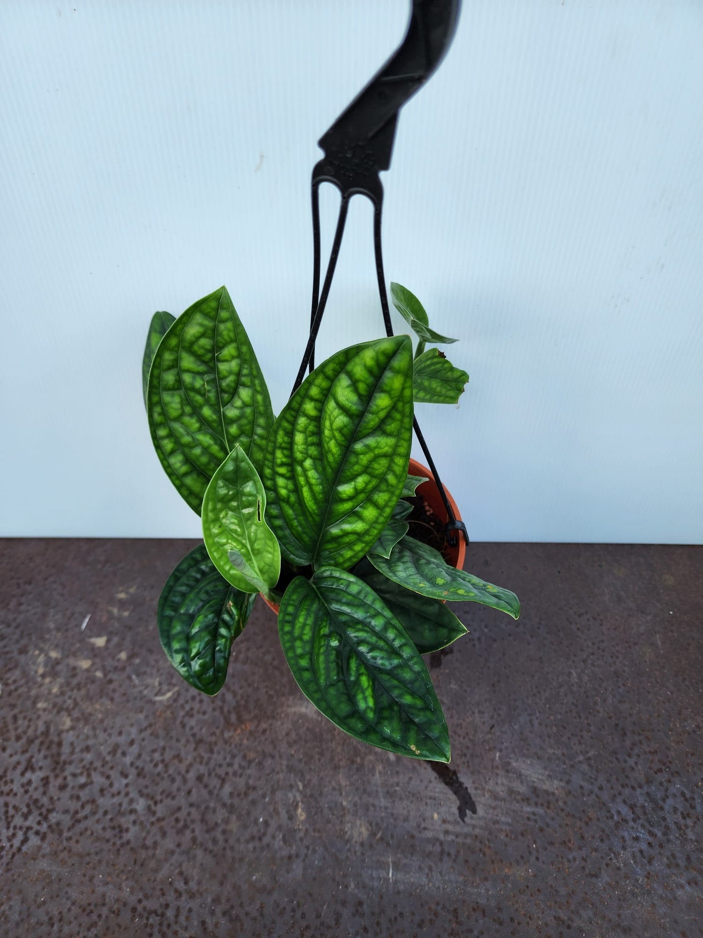 Hanging Monstera Peru