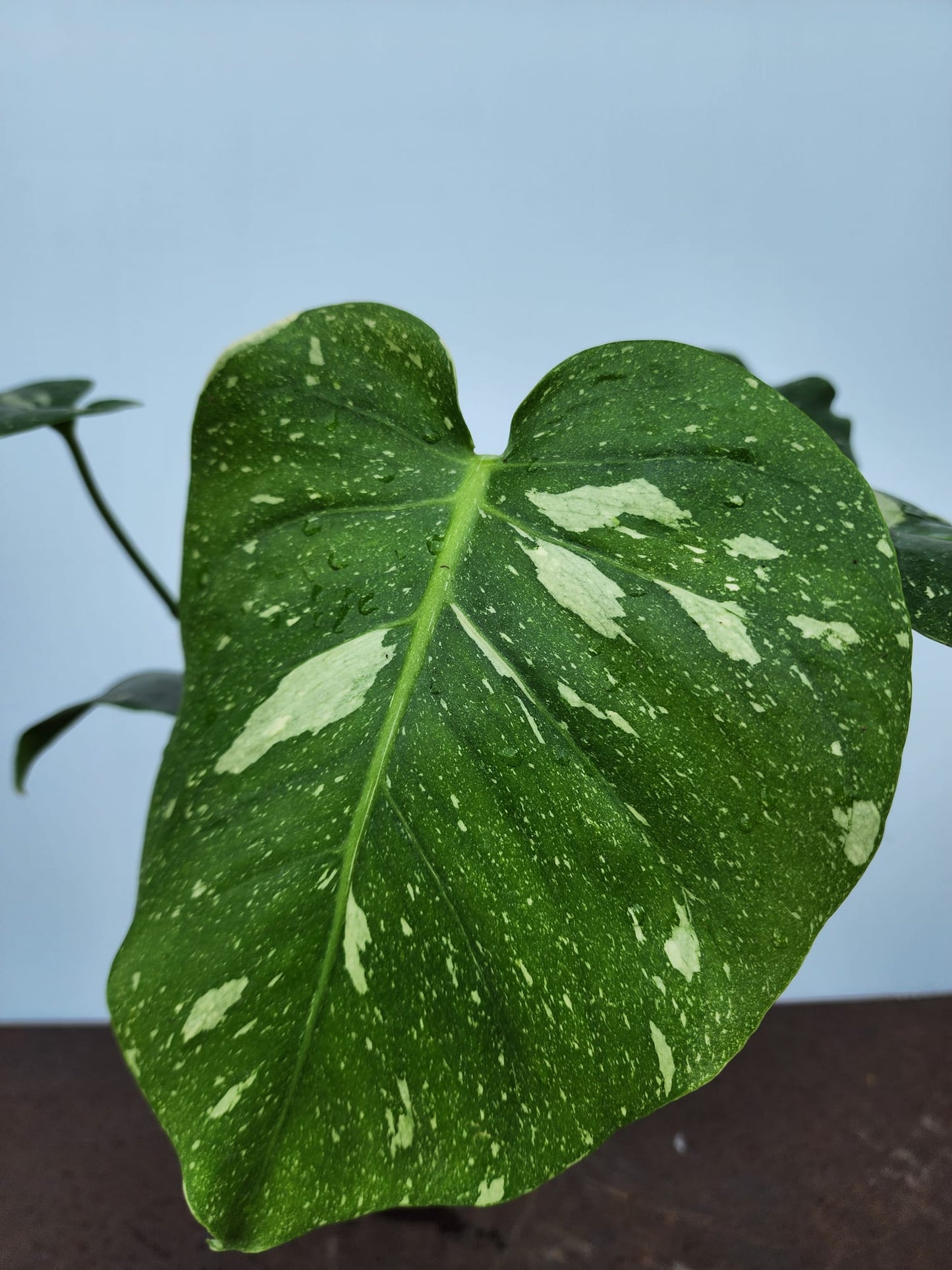 Monstera Thai Constellation