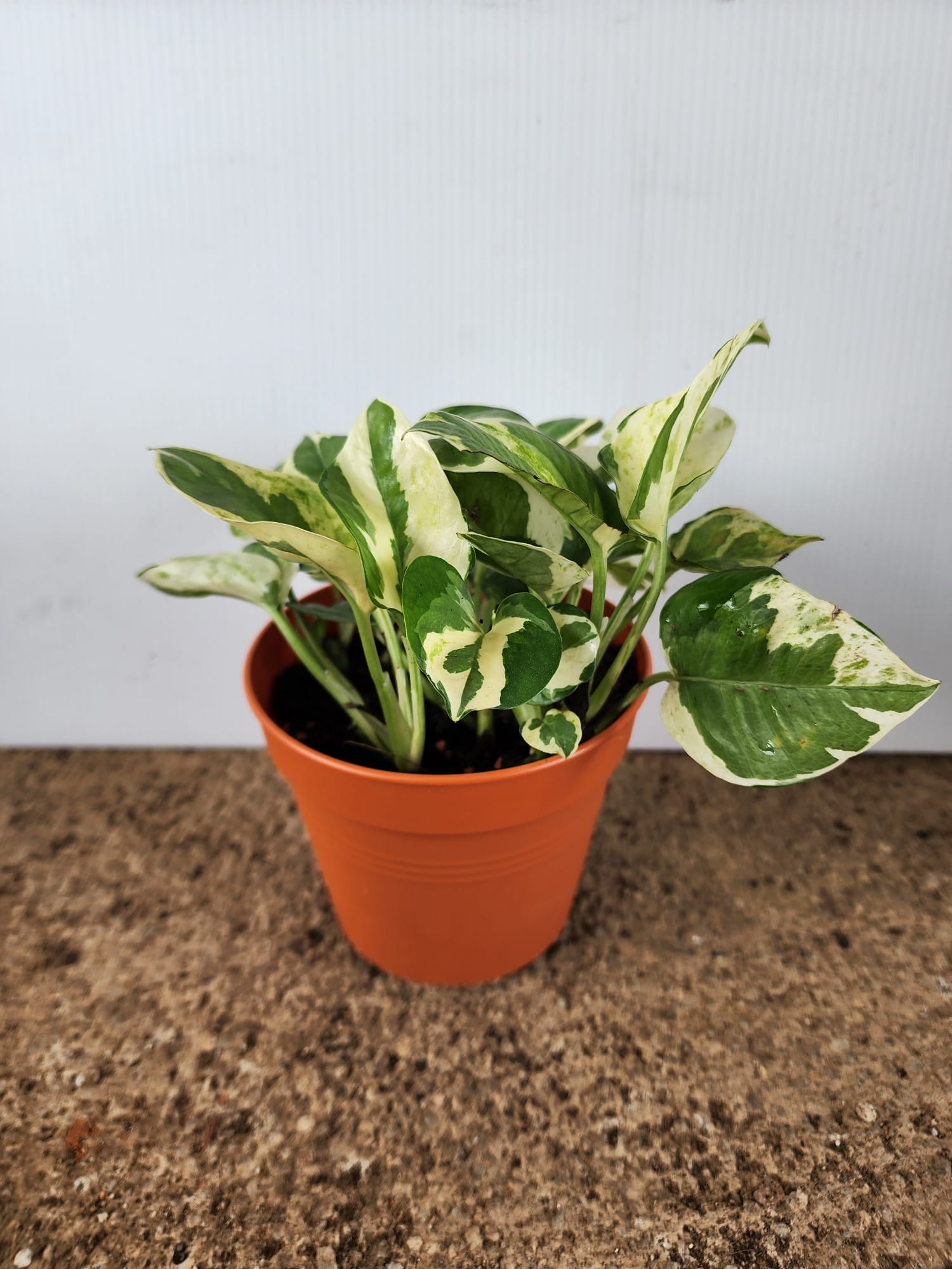 money plant sg Epipremnum Njoy (Money Plant) – Shi Sheng Plant