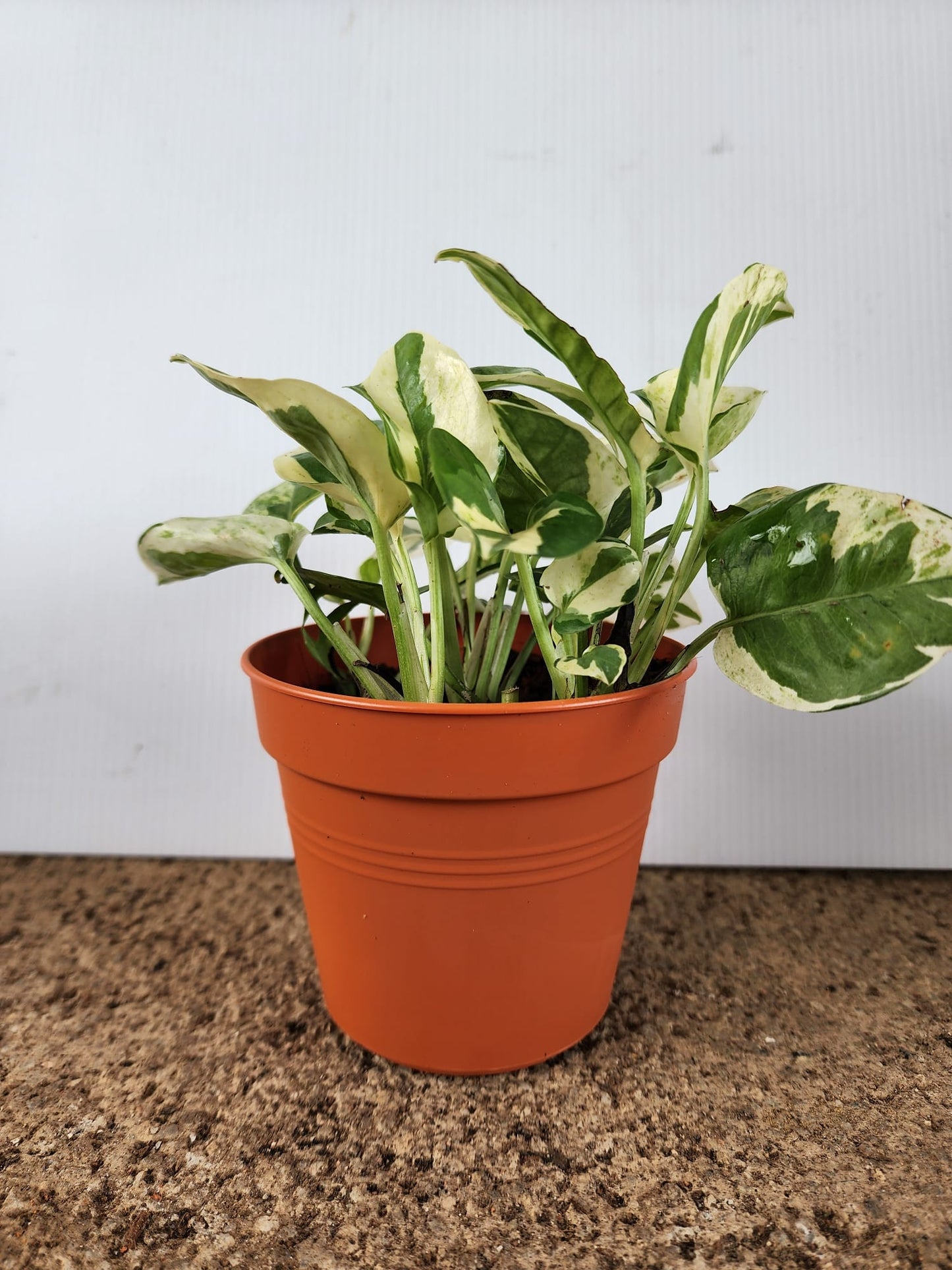 Epipremnum Njoy (Money Plant)