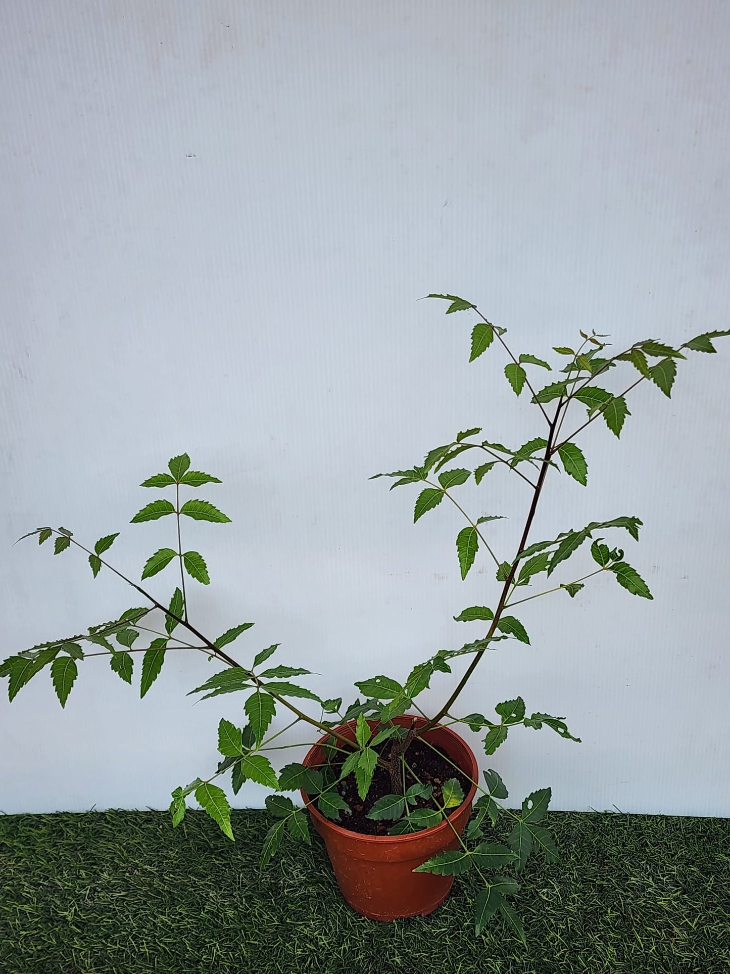 Neem Plant