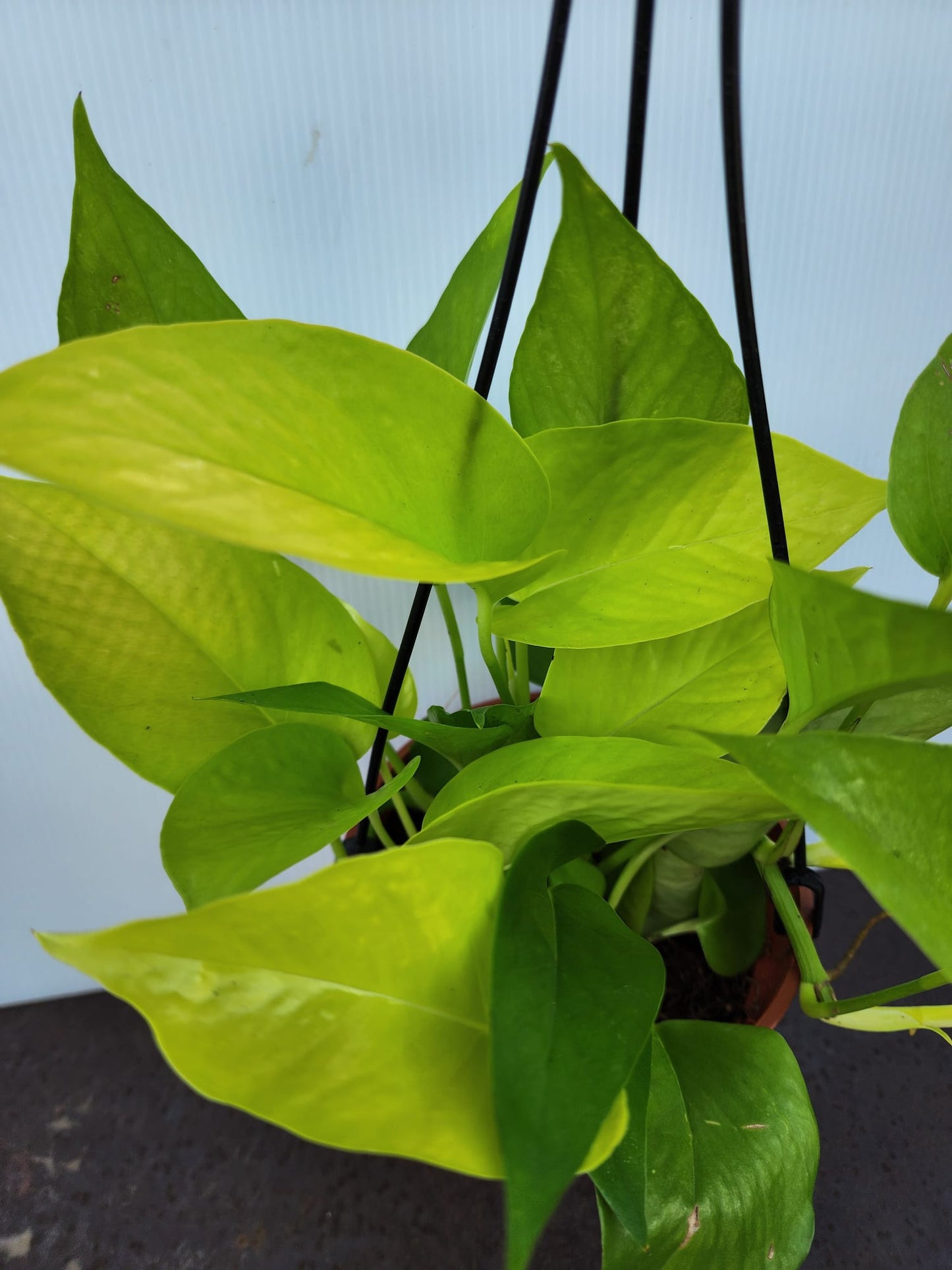 Hanging Neon Money Plant