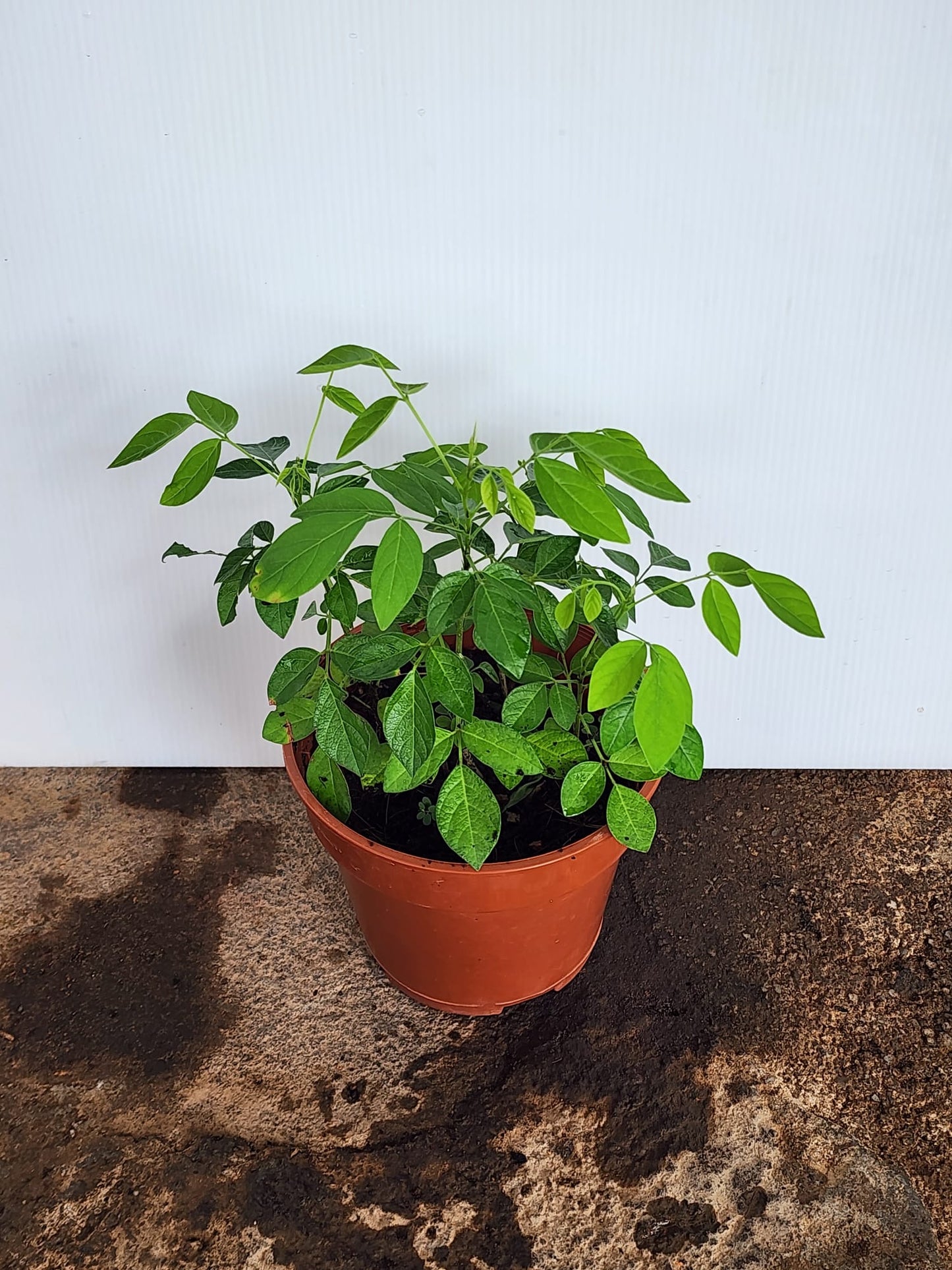 Ohwia caudata (Thunb.) H.Ohashi