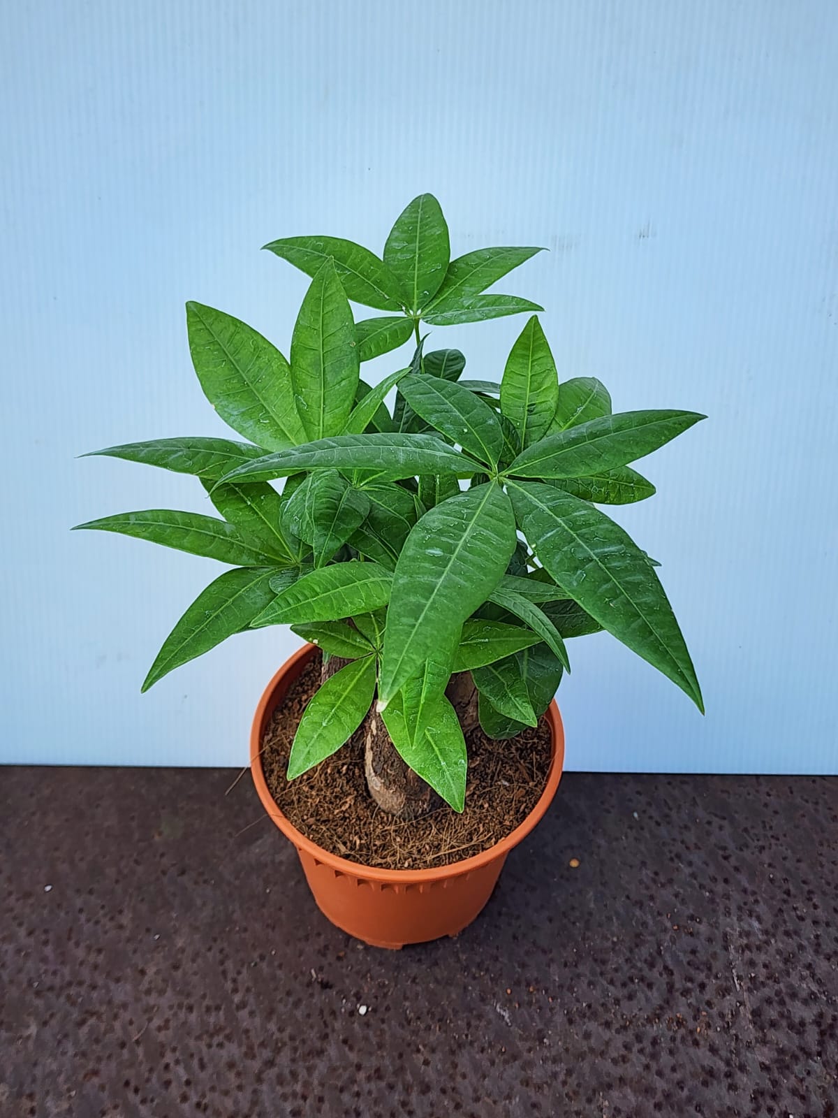 Pachira 3in1