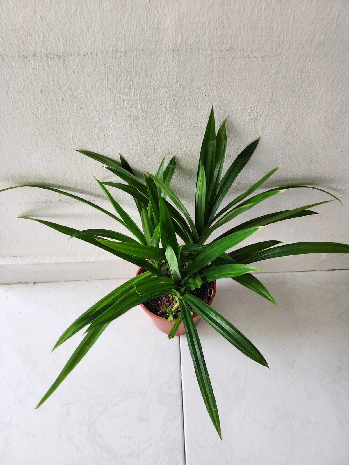 Pandan