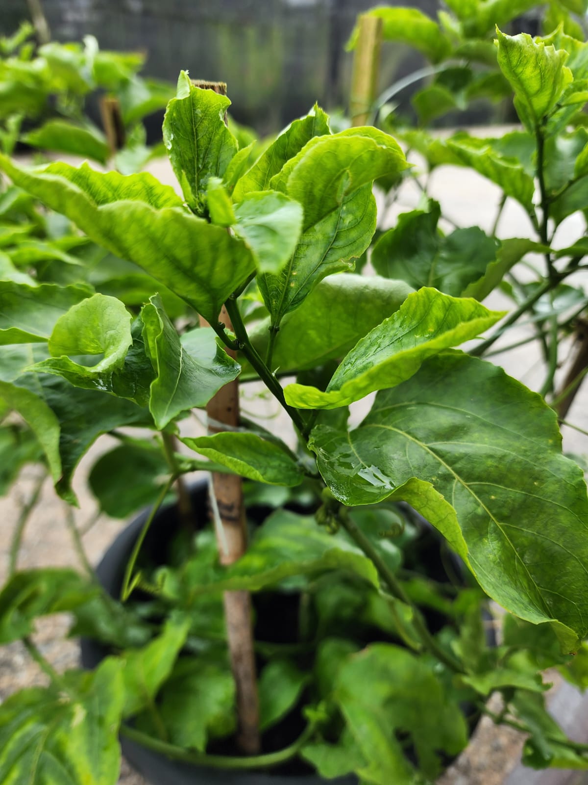 Passion Fruit
