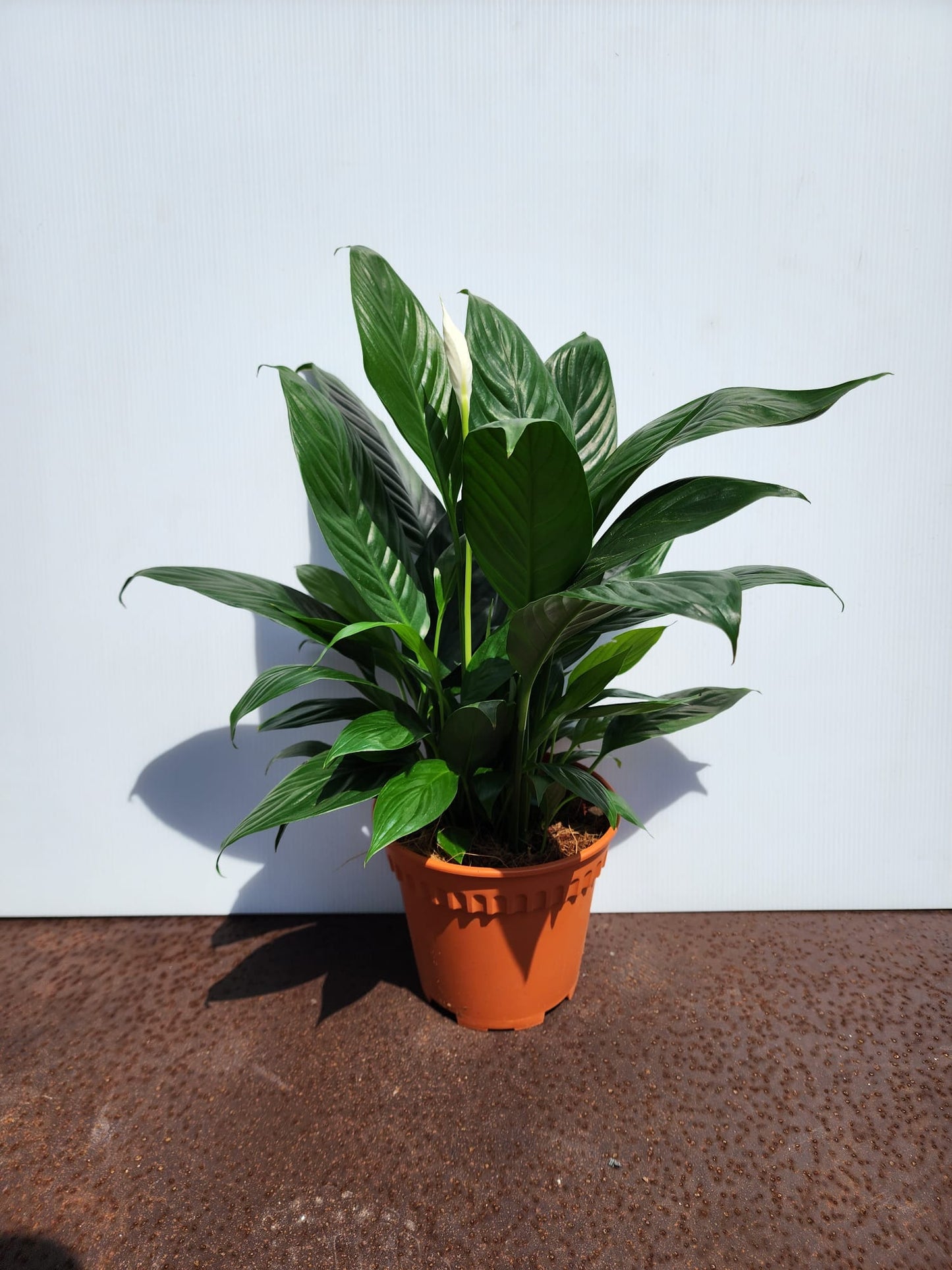 Peace Lily