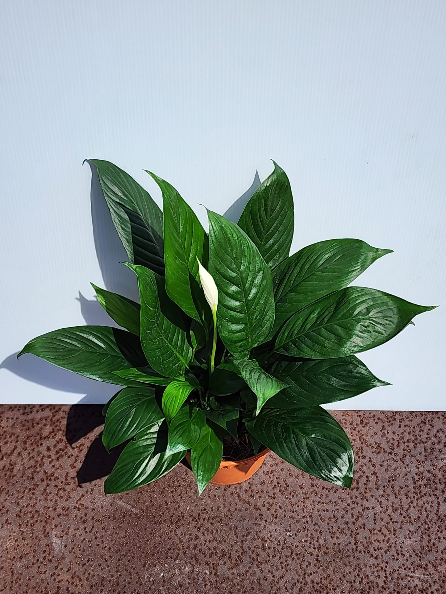 Peace Lily