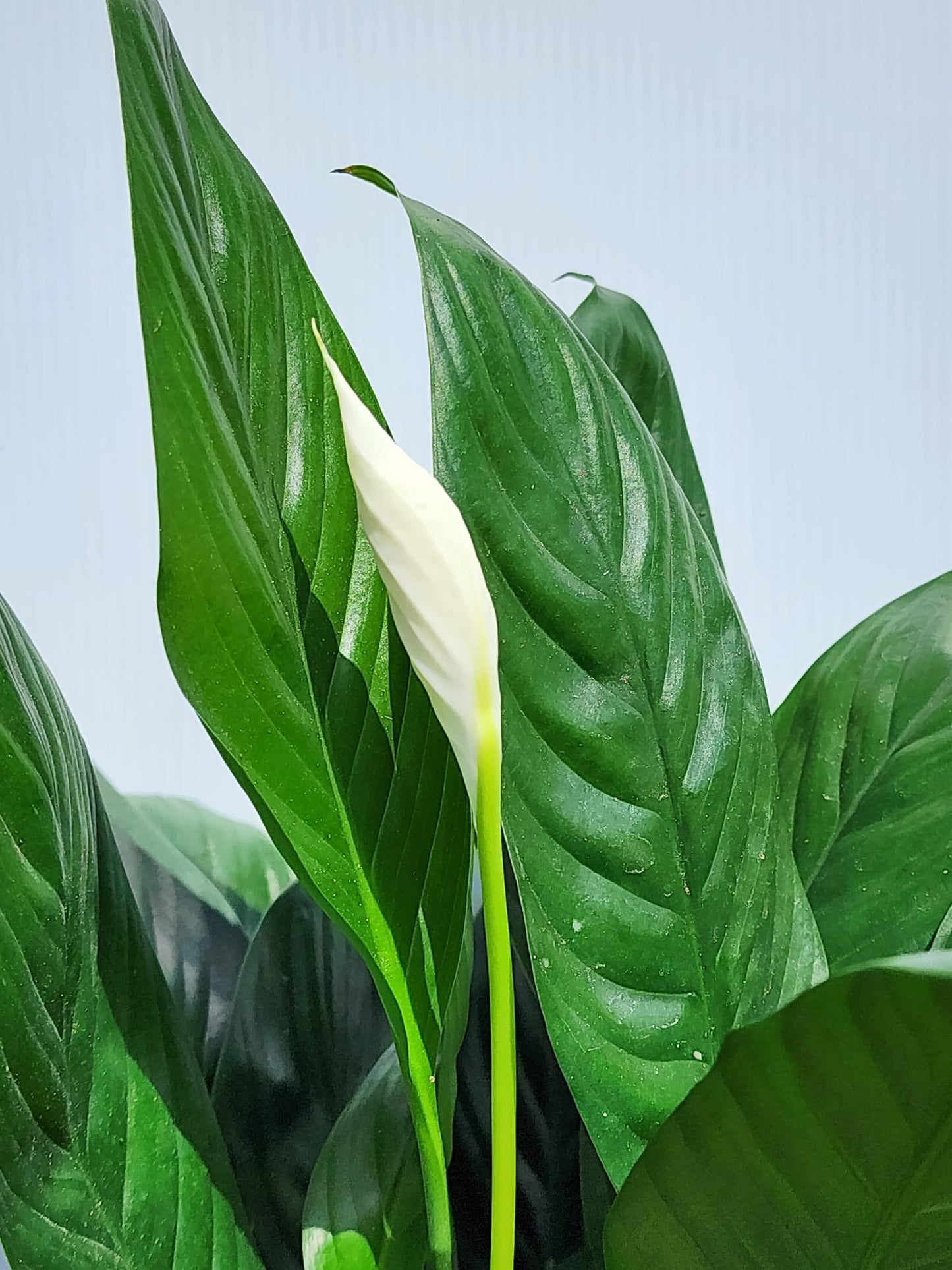 Peace Lily