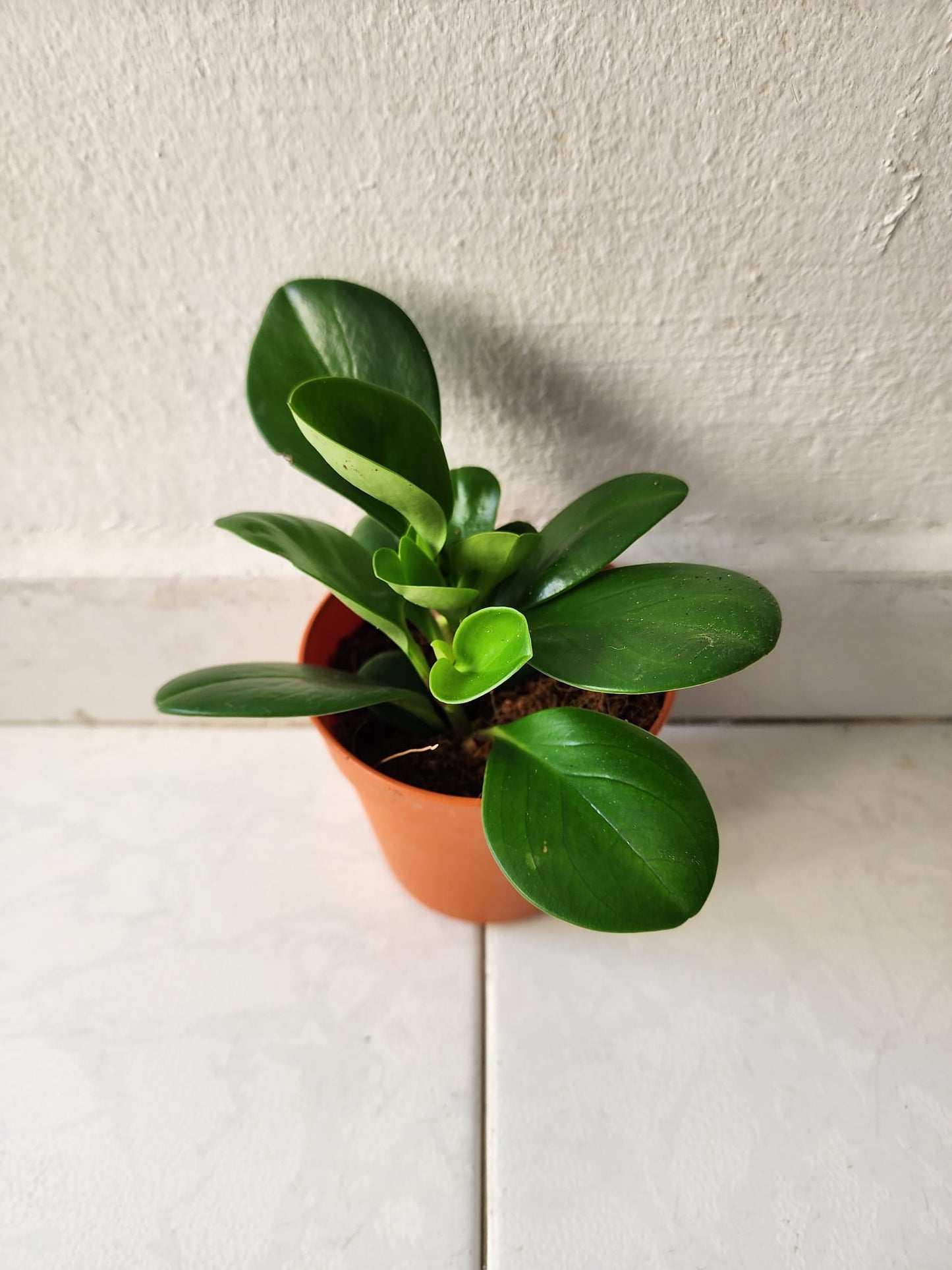 Peperomia Obtusifolia