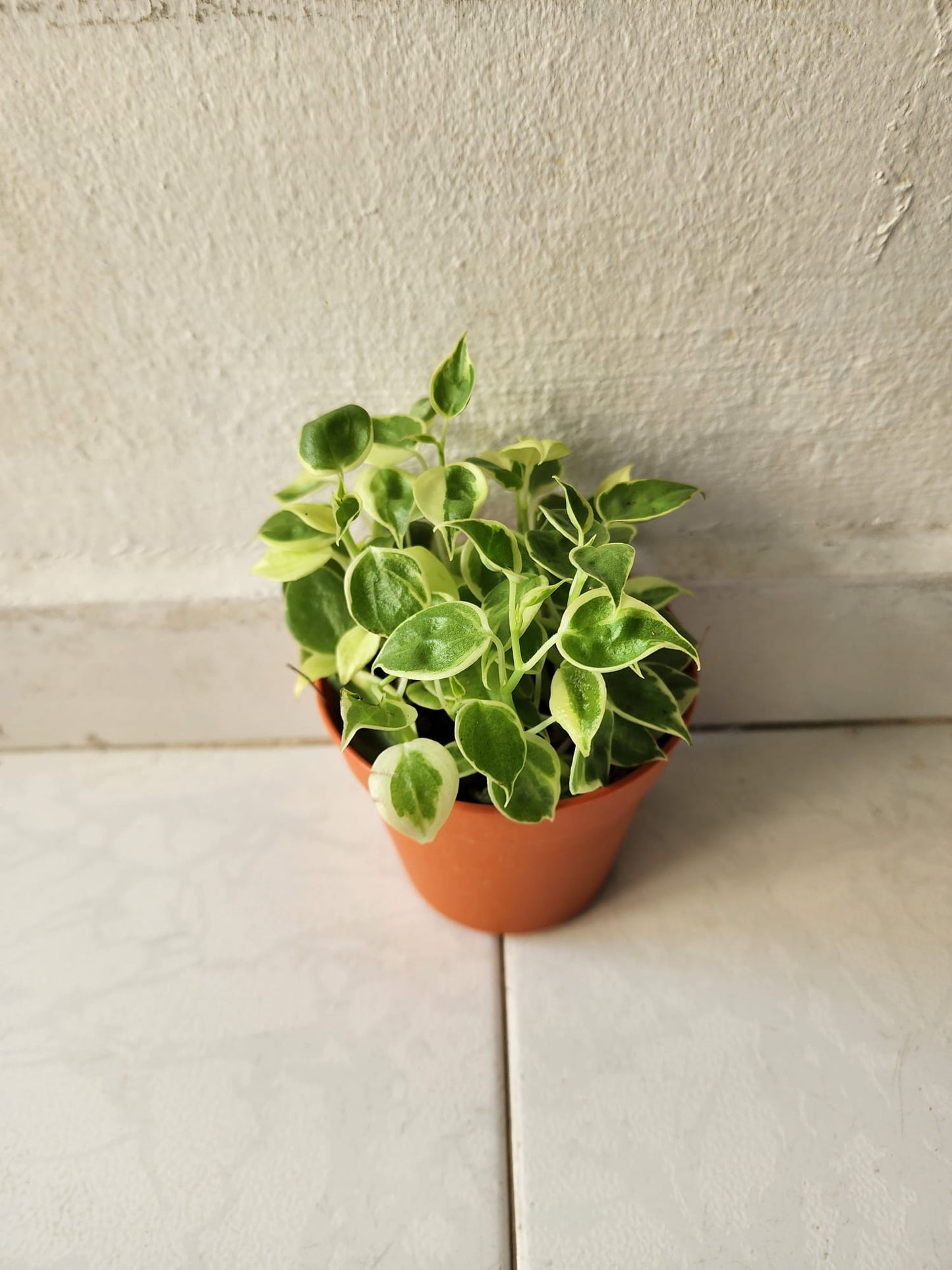 Peperomia Scandens Variegated