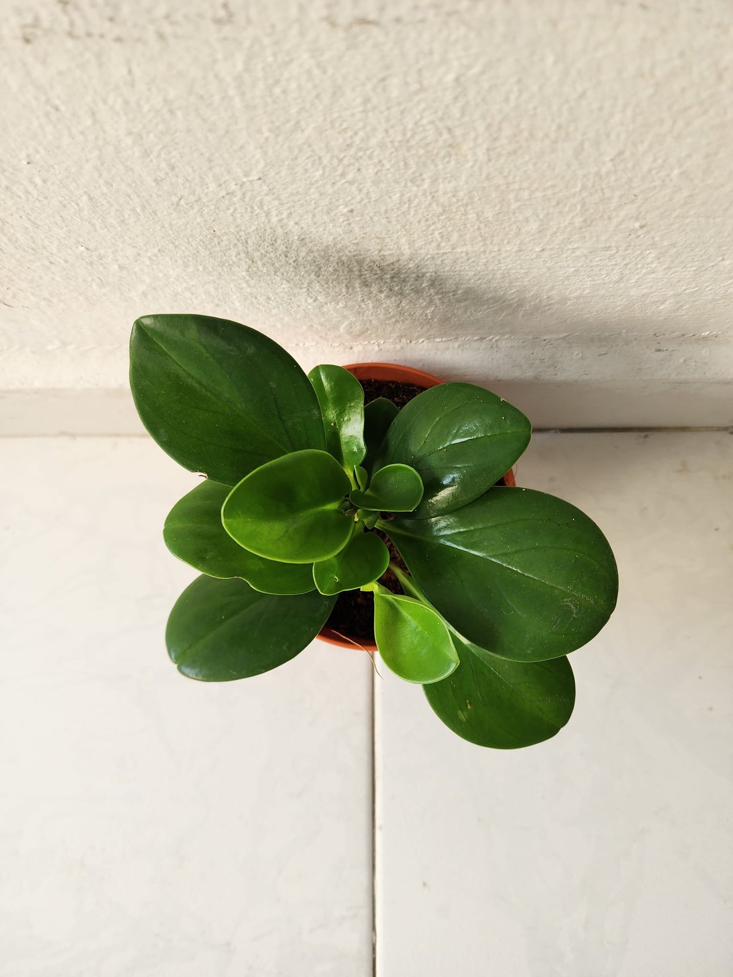 Peperomia Obtusifolia