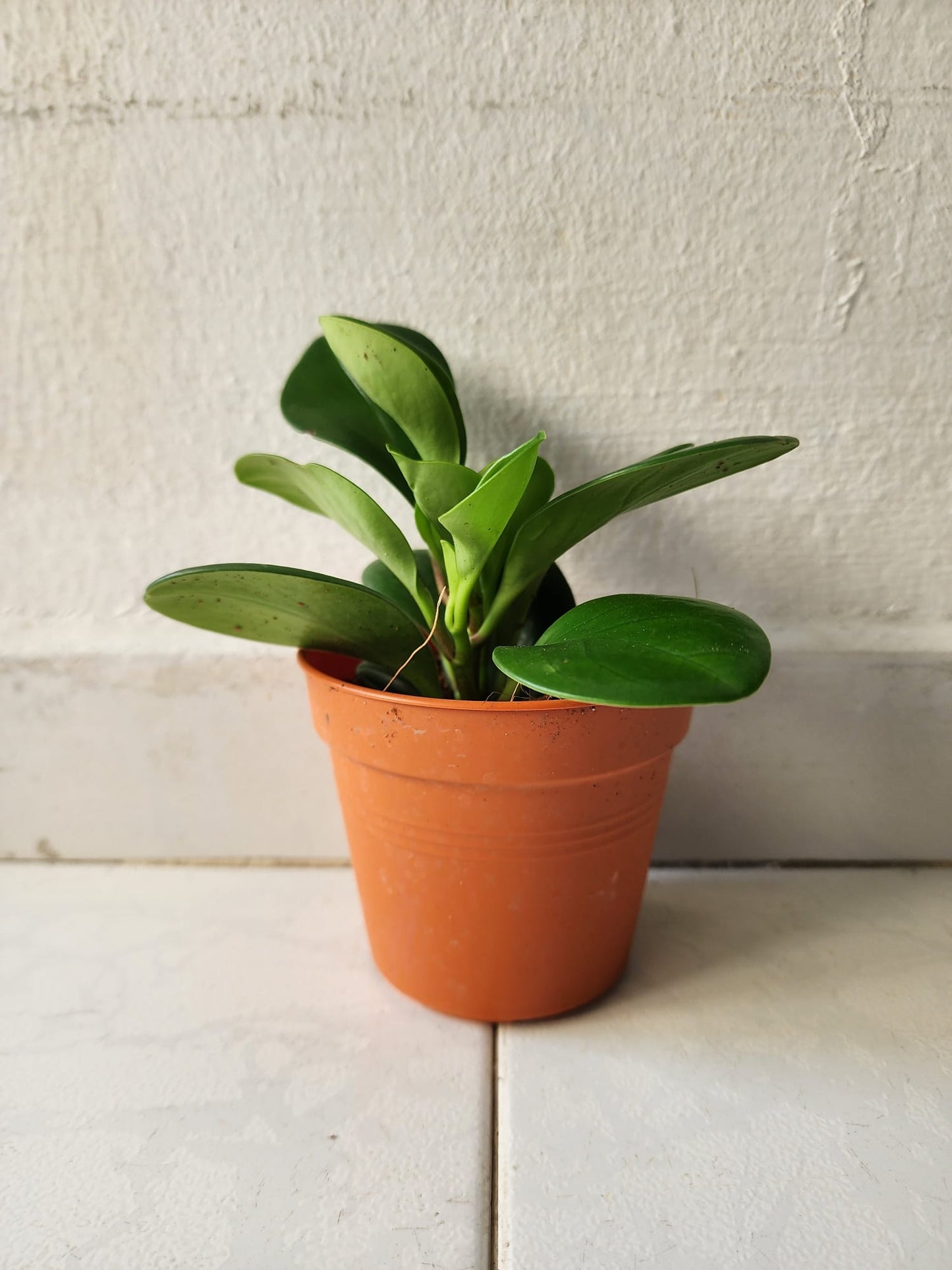 Peperomia Obtusifolia