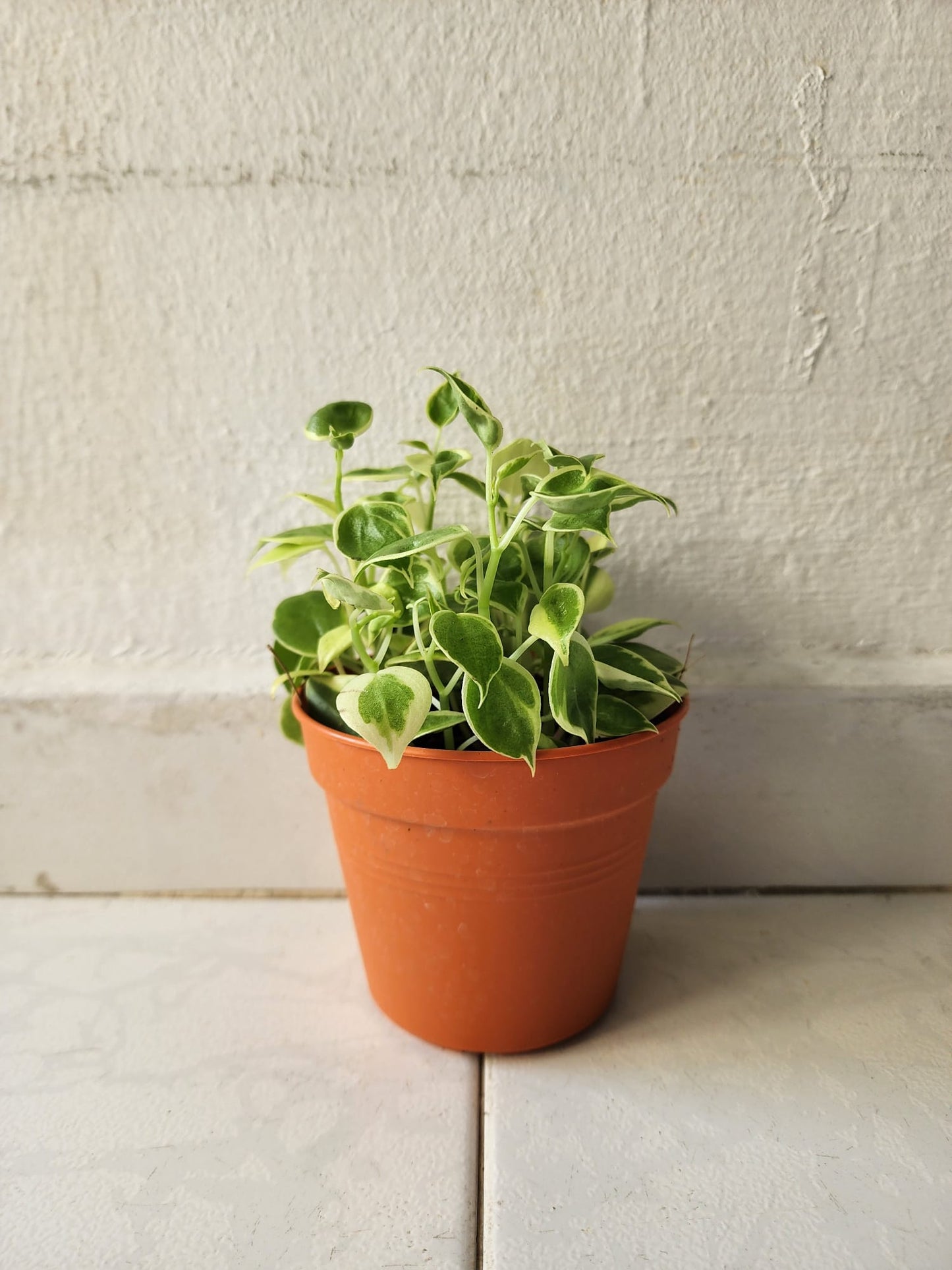 Peperomia Scandens Variegated