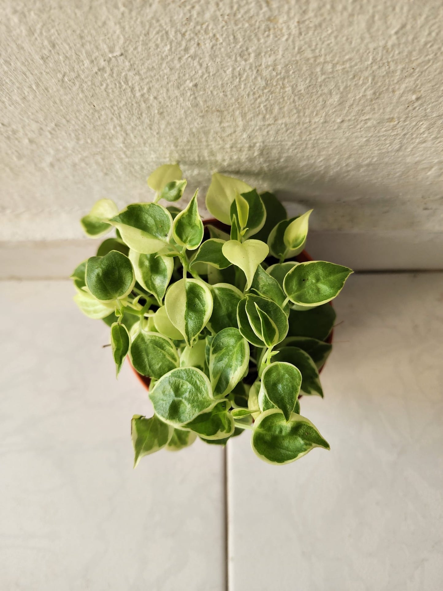 Peperomia Scandens Variegated