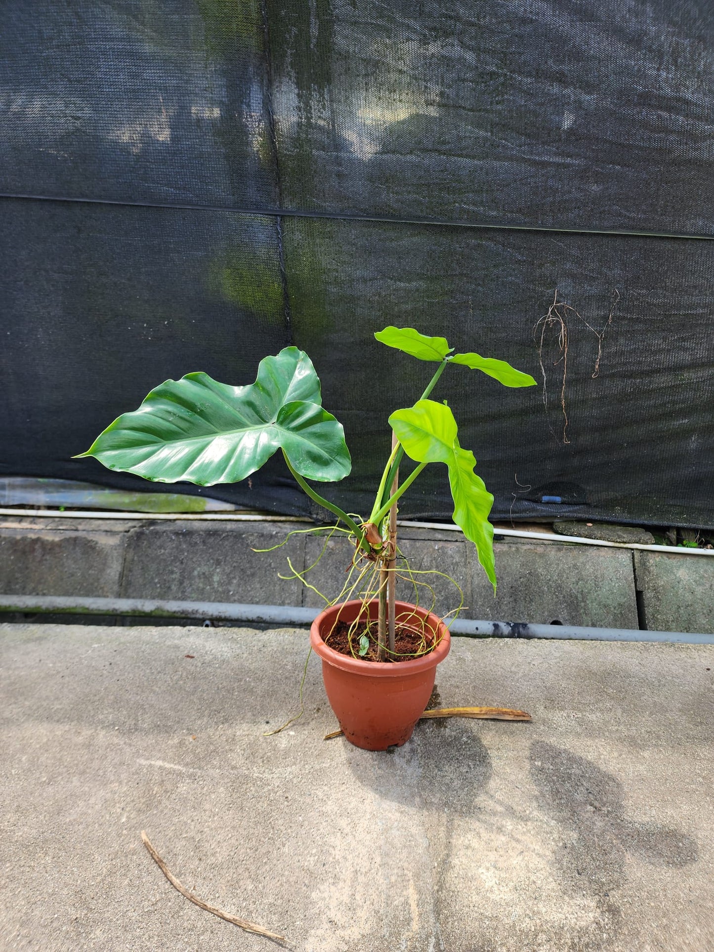Philodendron Barrosoanum