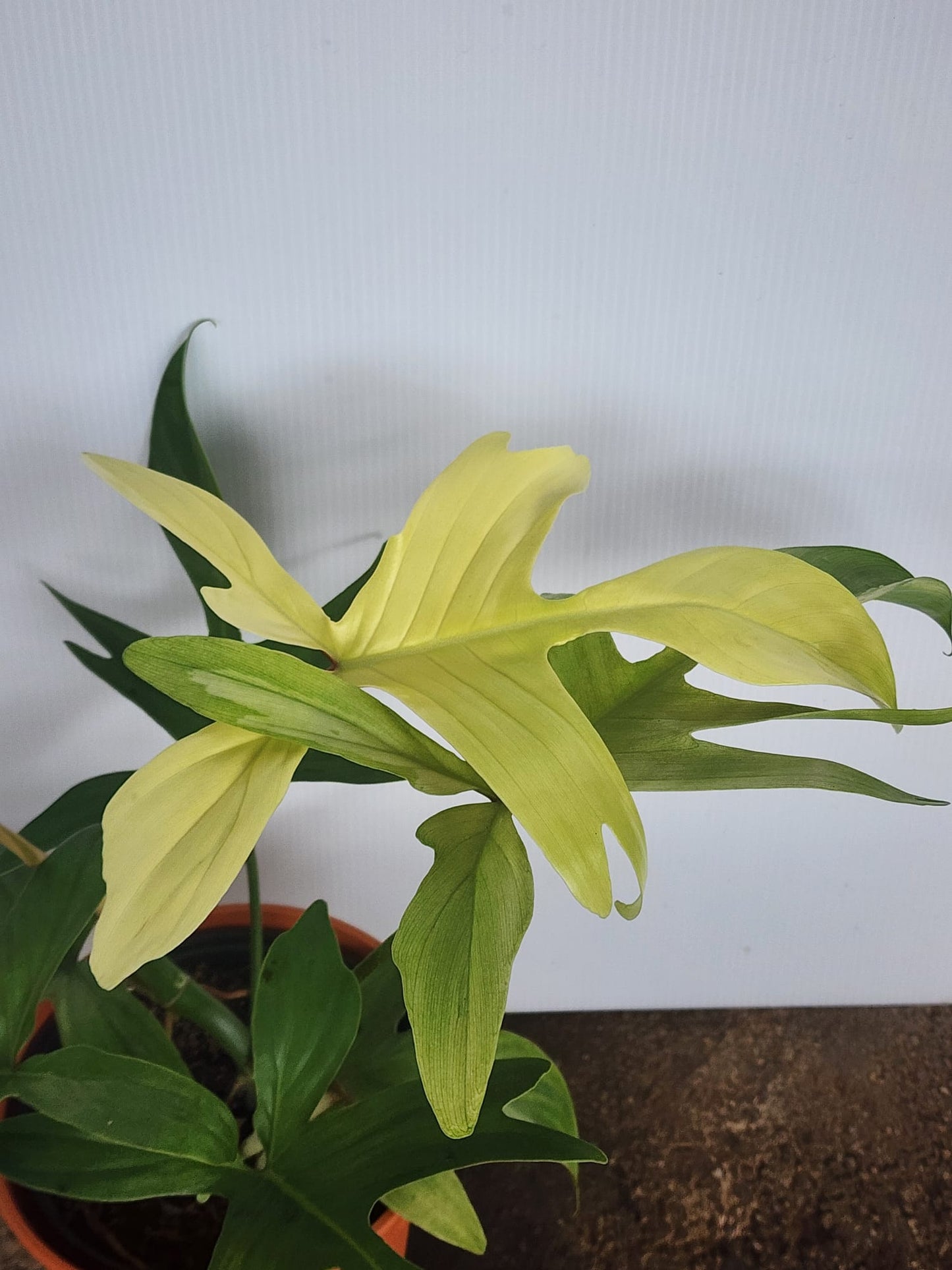 Philodendron Florida Ghost
