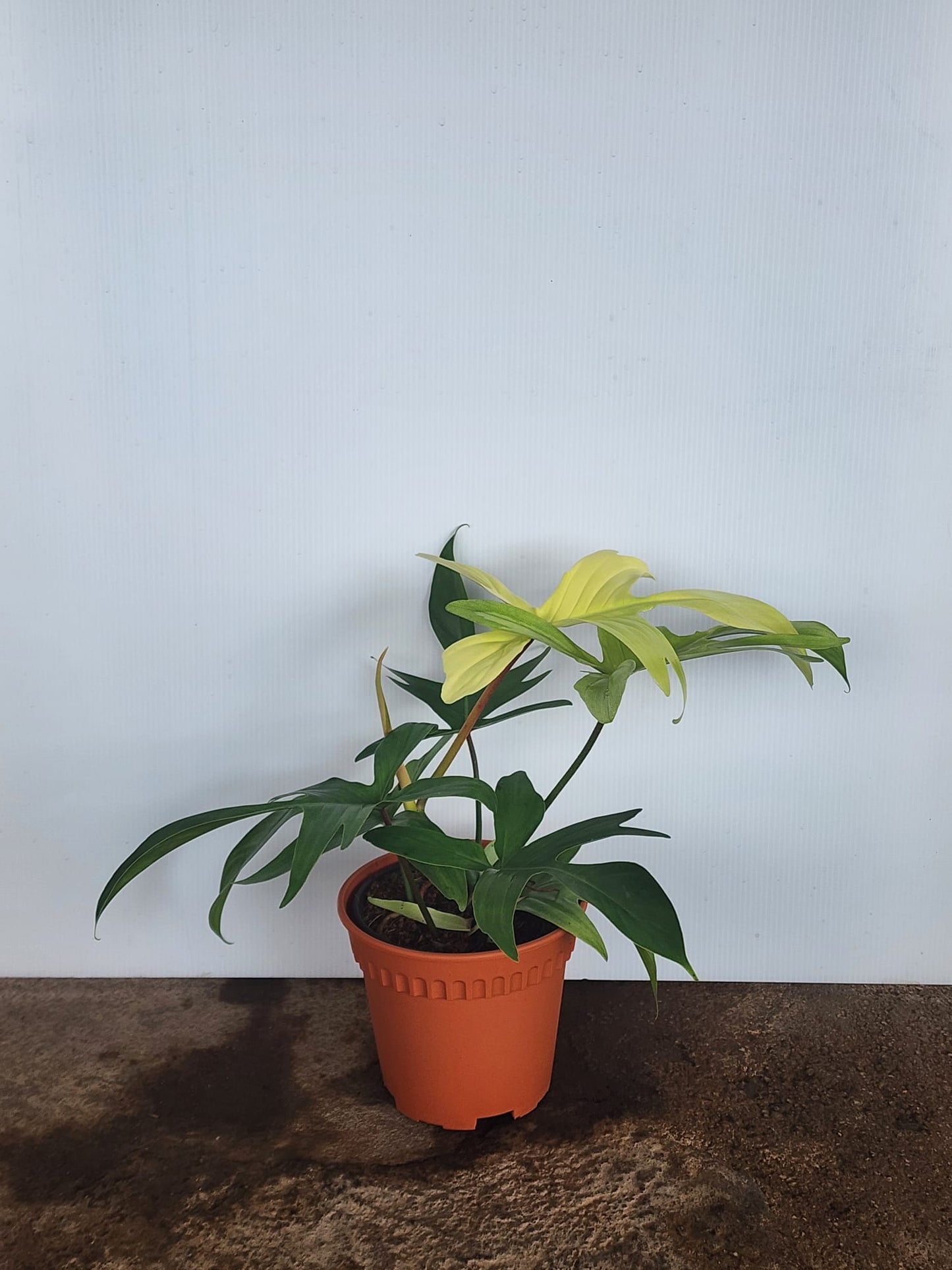 Philodendron Florida Ghost