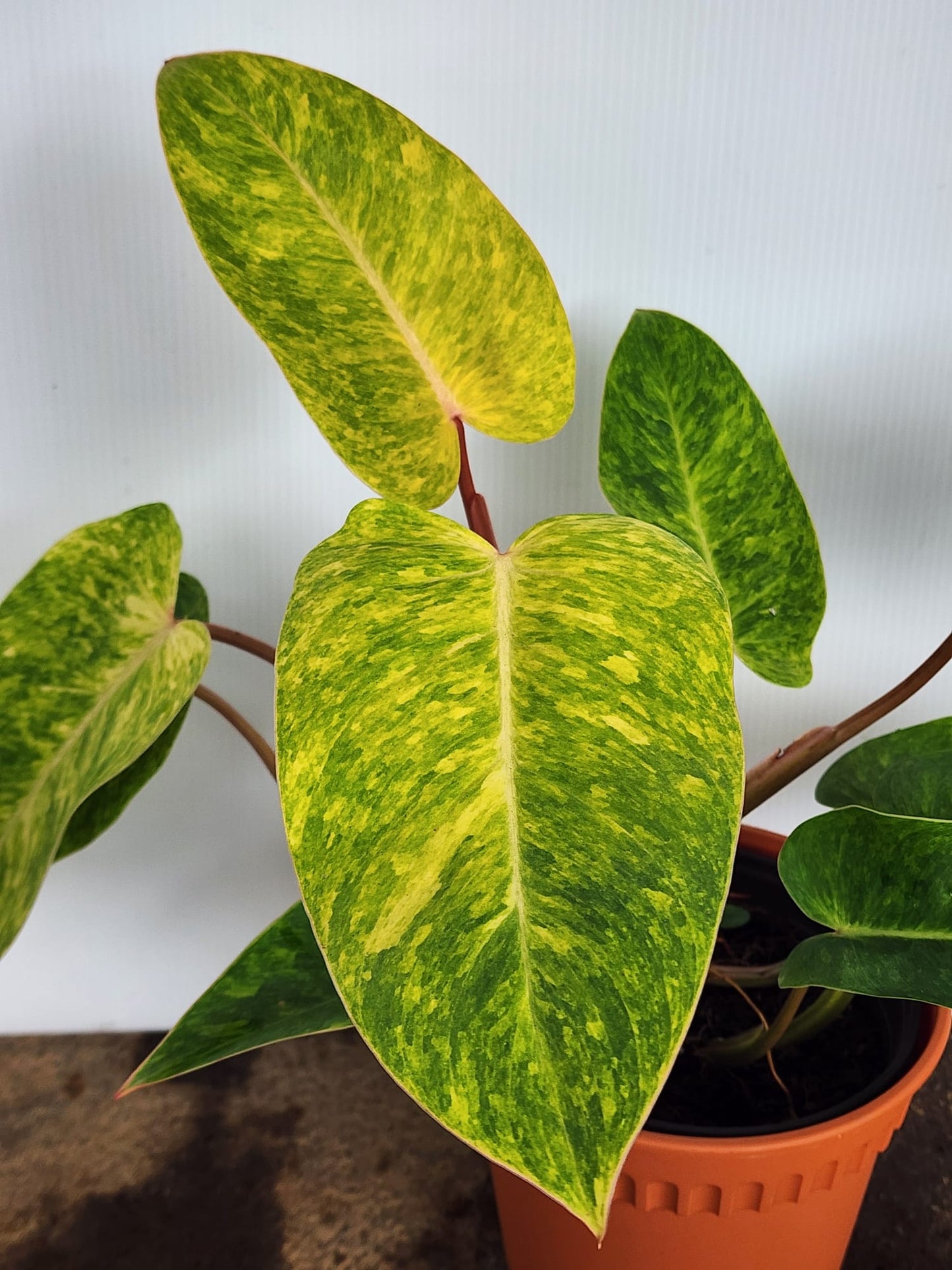 Philodendron Painted Lady