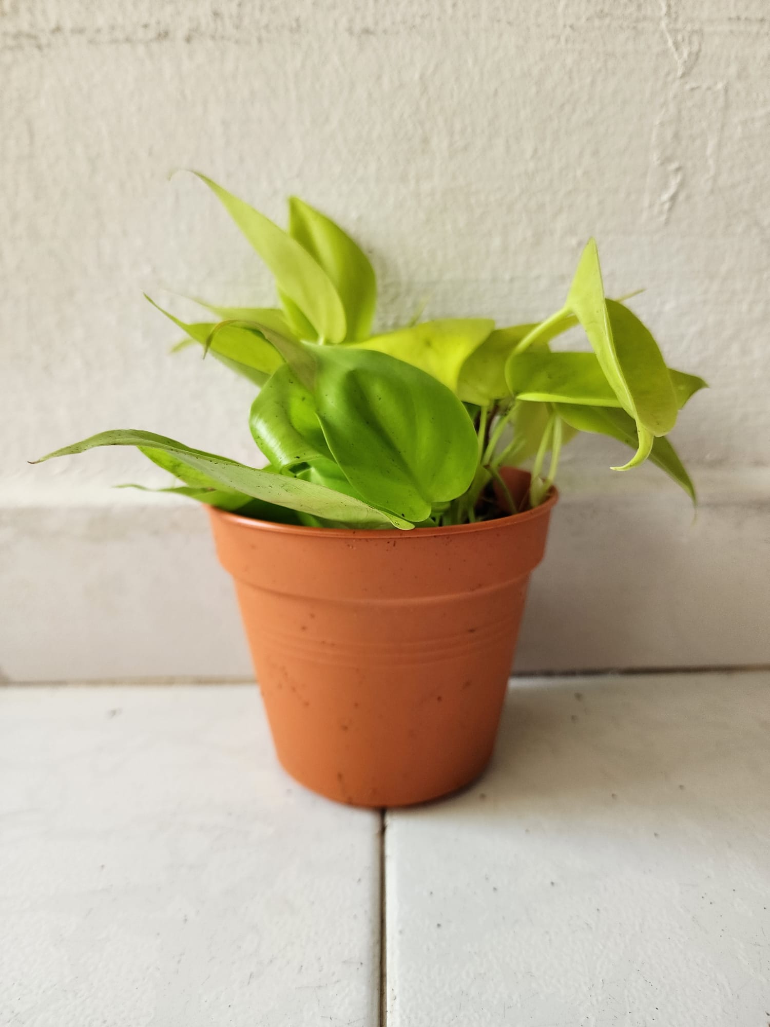 philodendron scandens gold Philodendron Scandens Gold – Shi Sheng Plant