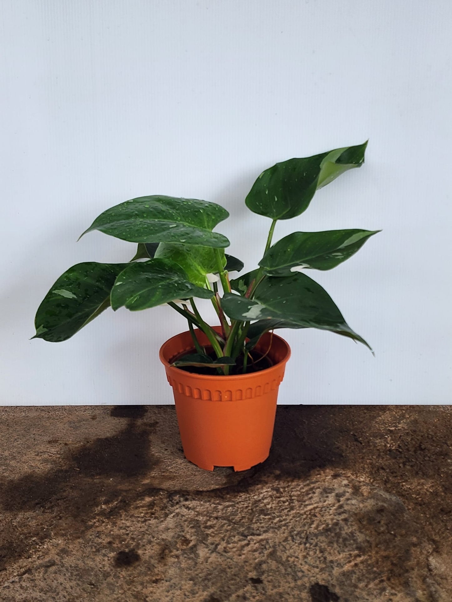 Philodendron White Princess