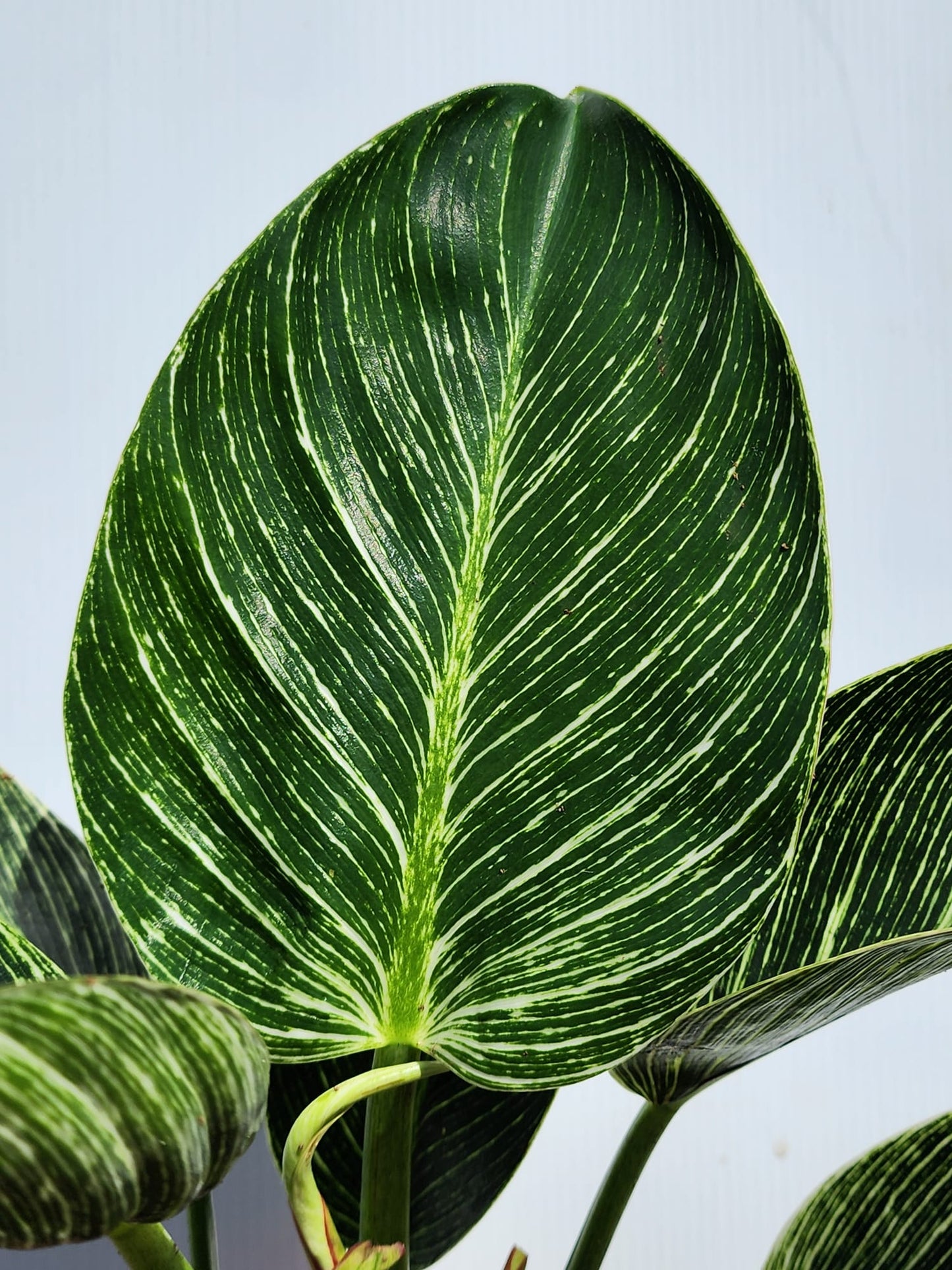 Philodendron Birkin
