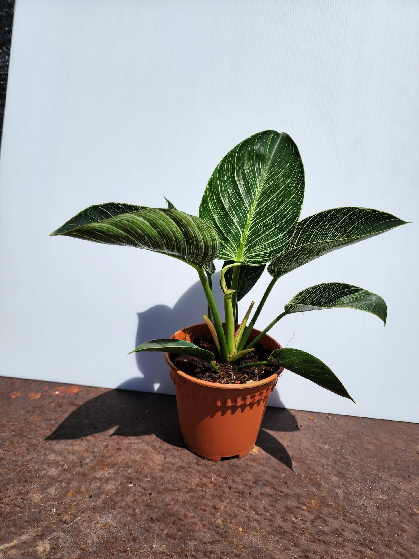 Philodendron Birkin