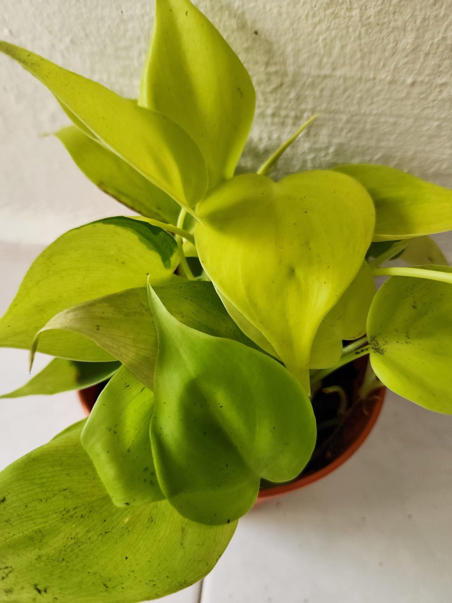 Philodendron Scandens Gold