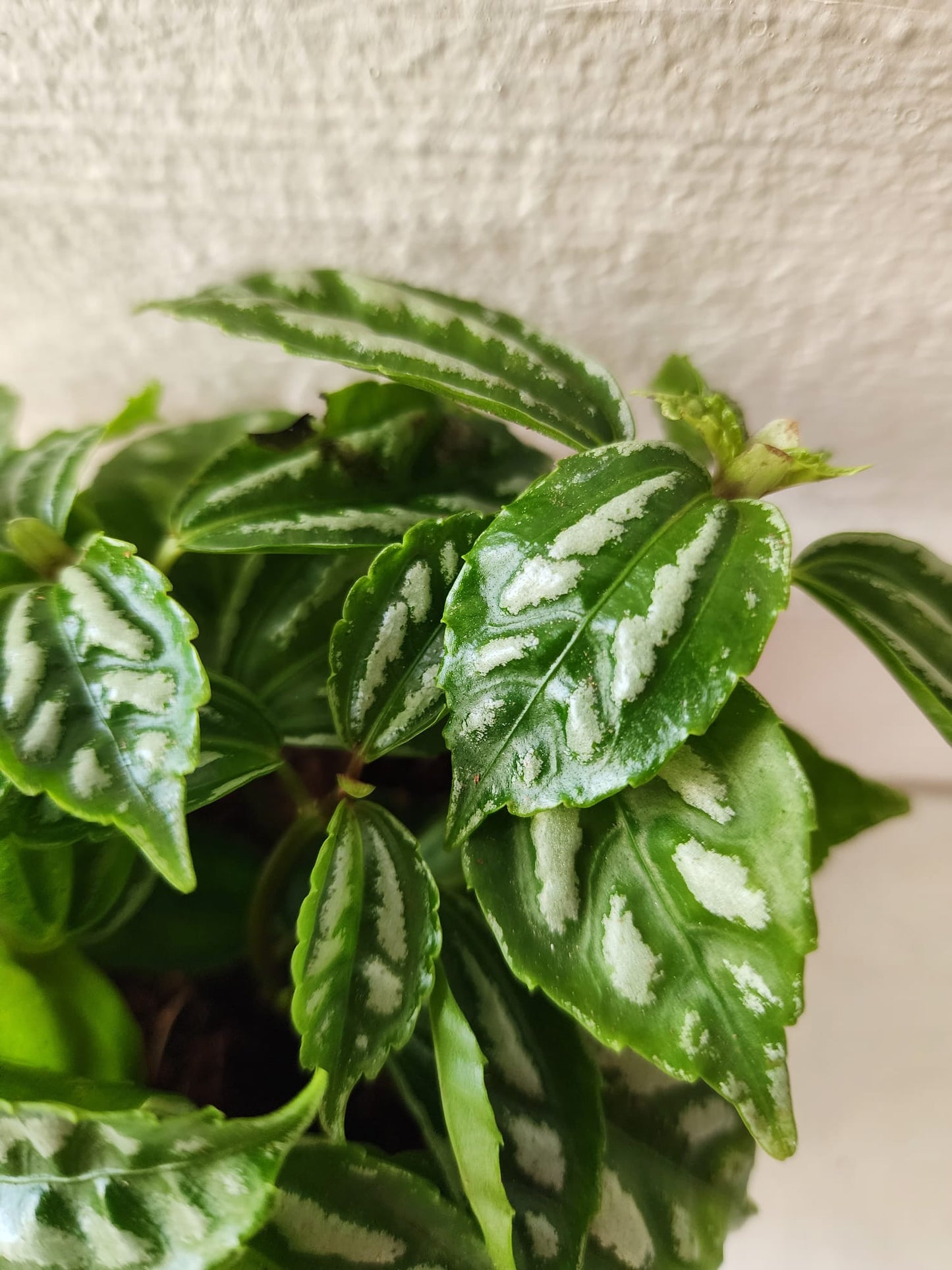 Pilea Cadierei (Aluminum Plant)