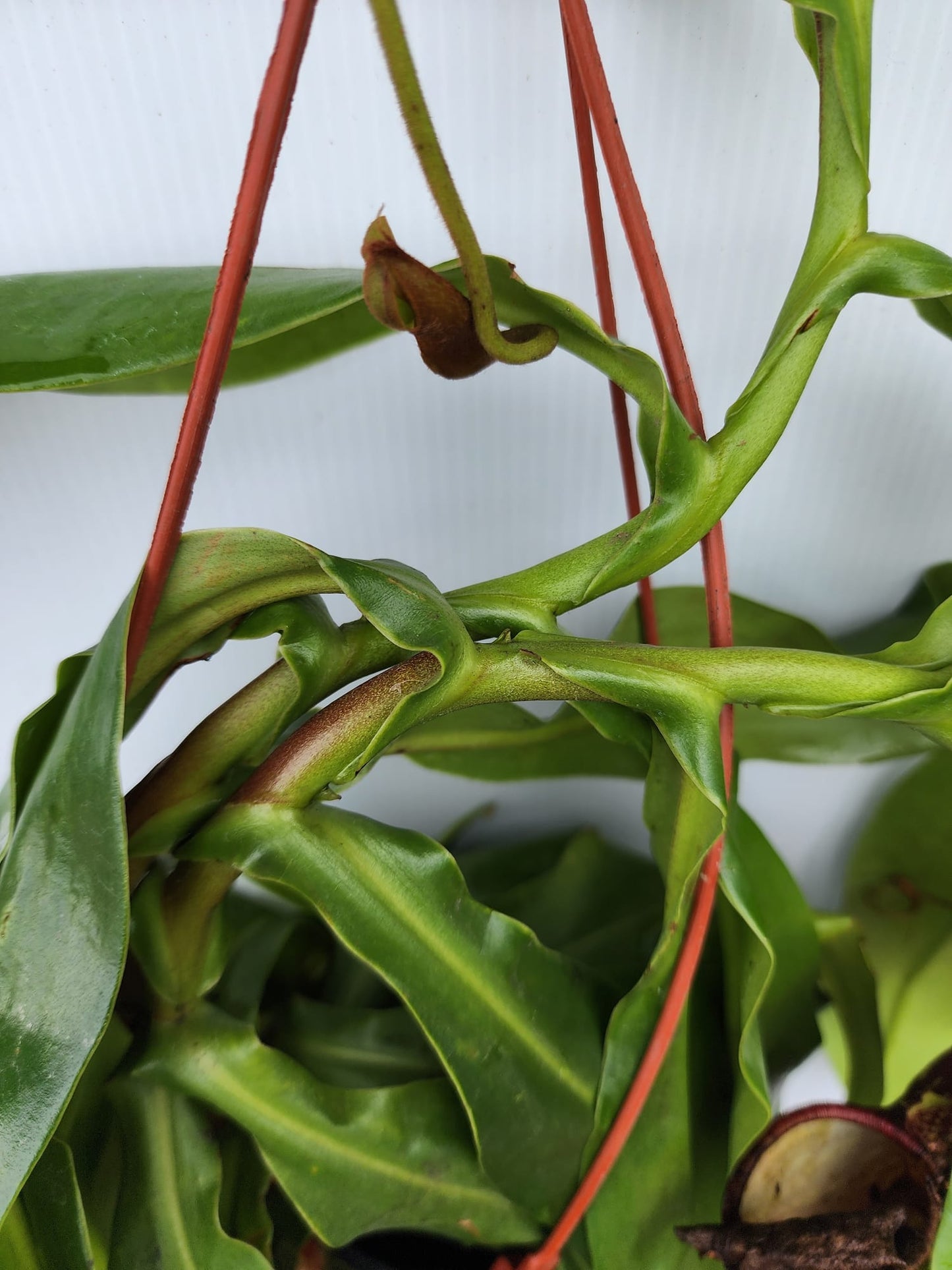 Pitcher Plant (Nepenthes Gaya)