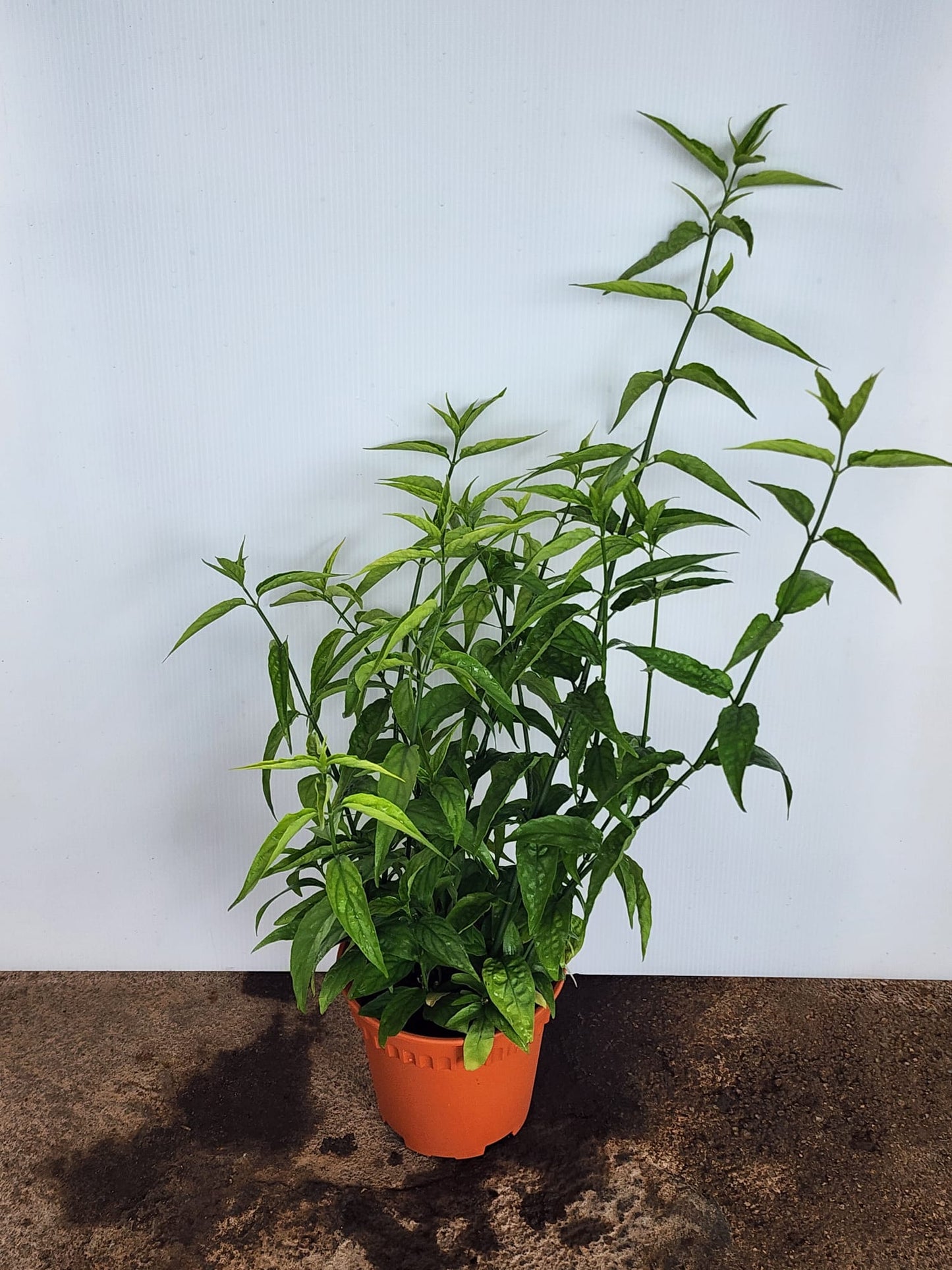 Sabah Snake Grass